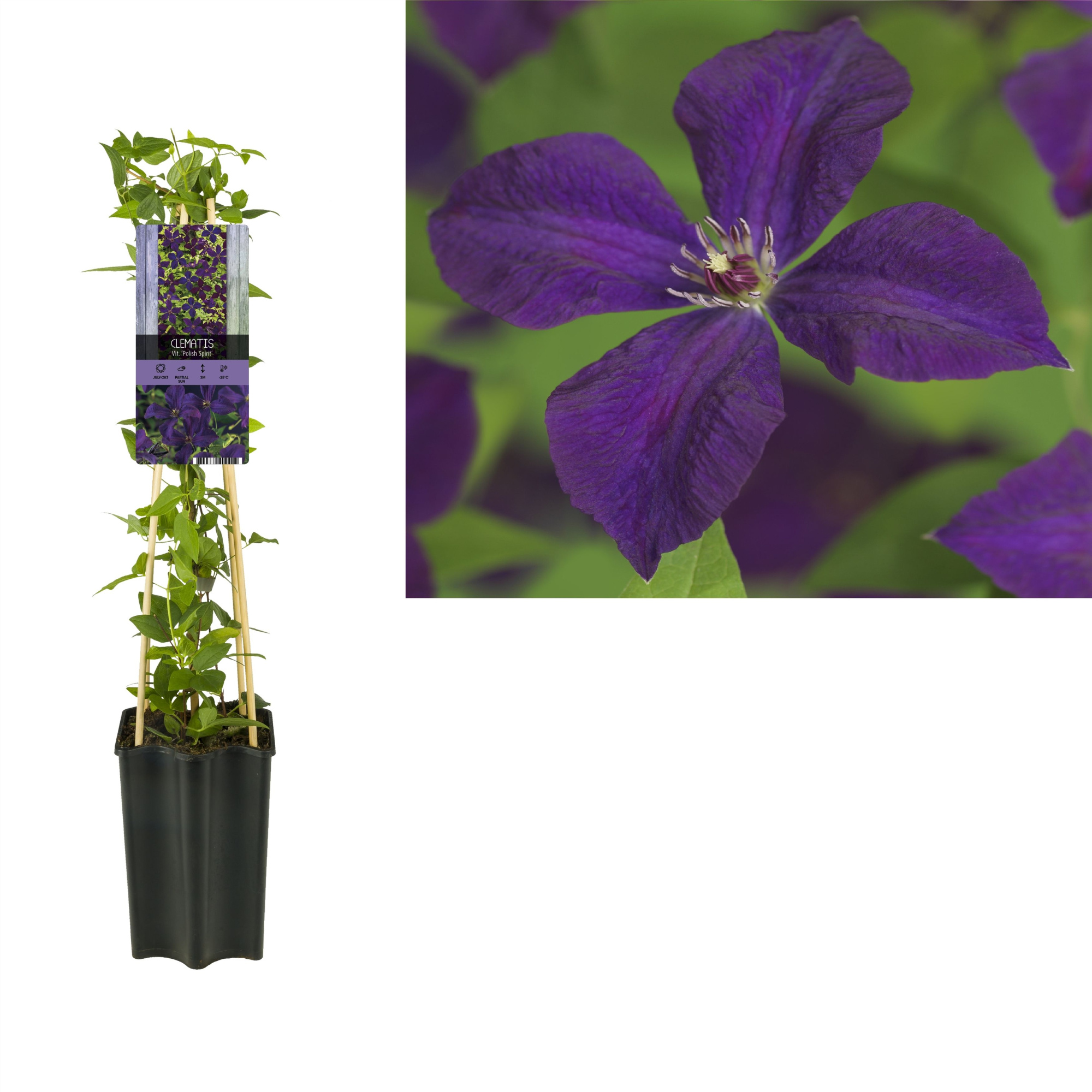 Clematis vit. 'Polish Spirit' +light label, D 15