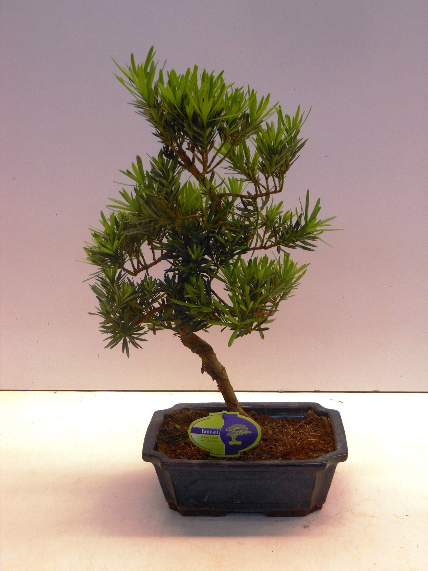 Podocarpus macrophyllus, 24cm., shape, without drip tray, D 24 cm