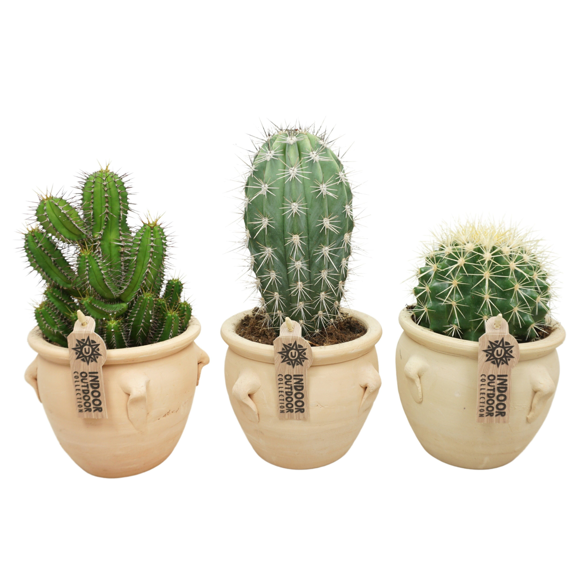 Cactus mix in 16 cm 'Kruik La Vica', D 13 cm