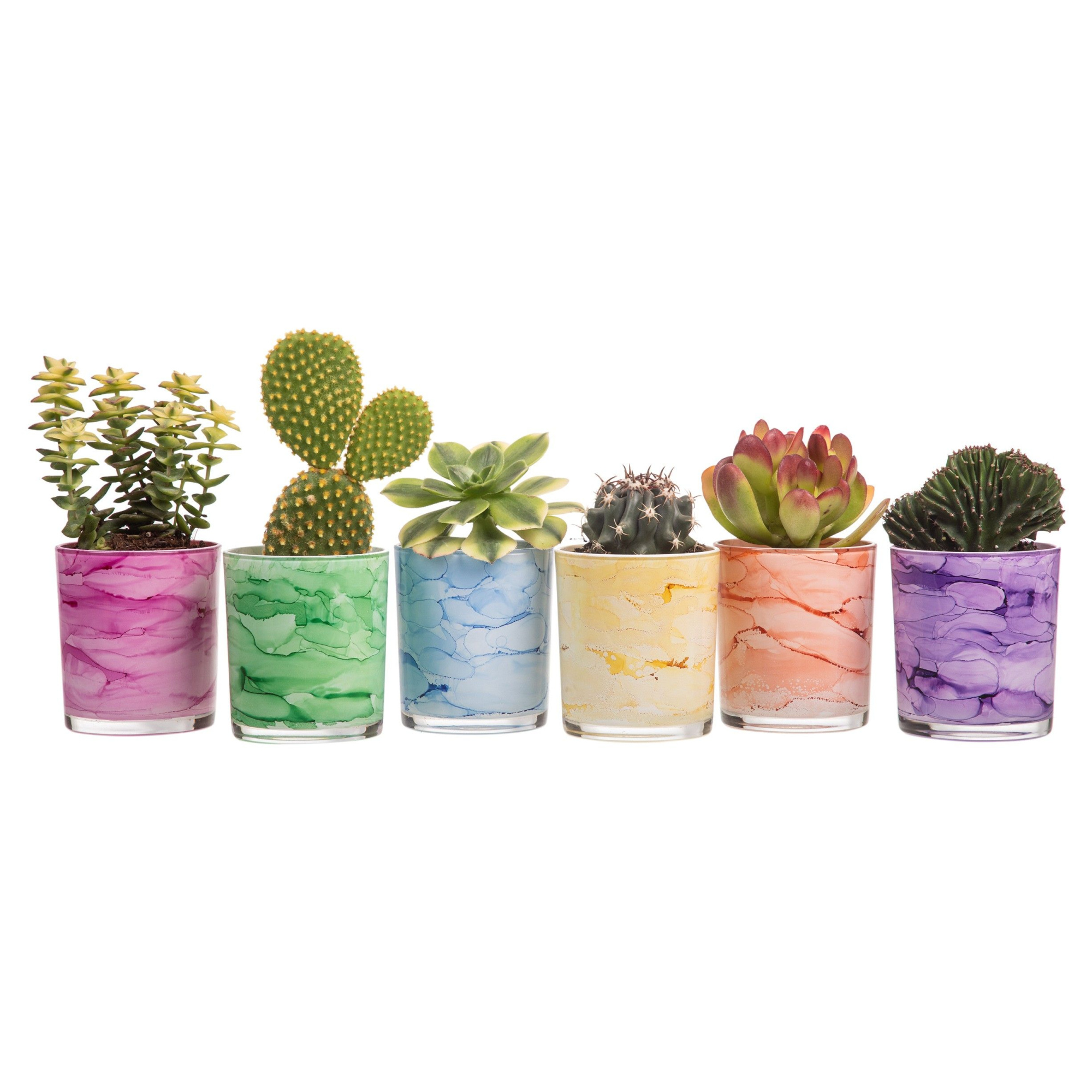 MIX CACTUS AND SUCCULENTS IN Ø7 GLASS CYLINDER - TRAY11 PCS (CACTUS EN SUCCULENTEN), D 7