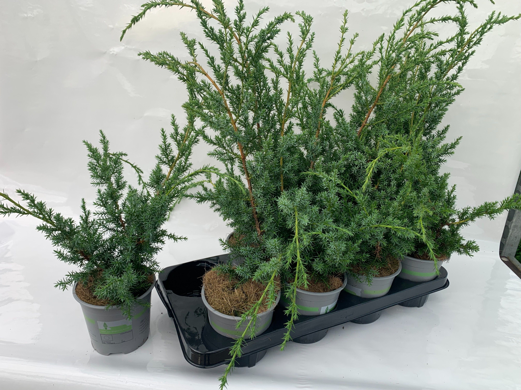 Juniperus chin. Blue Alps, D 13 cm