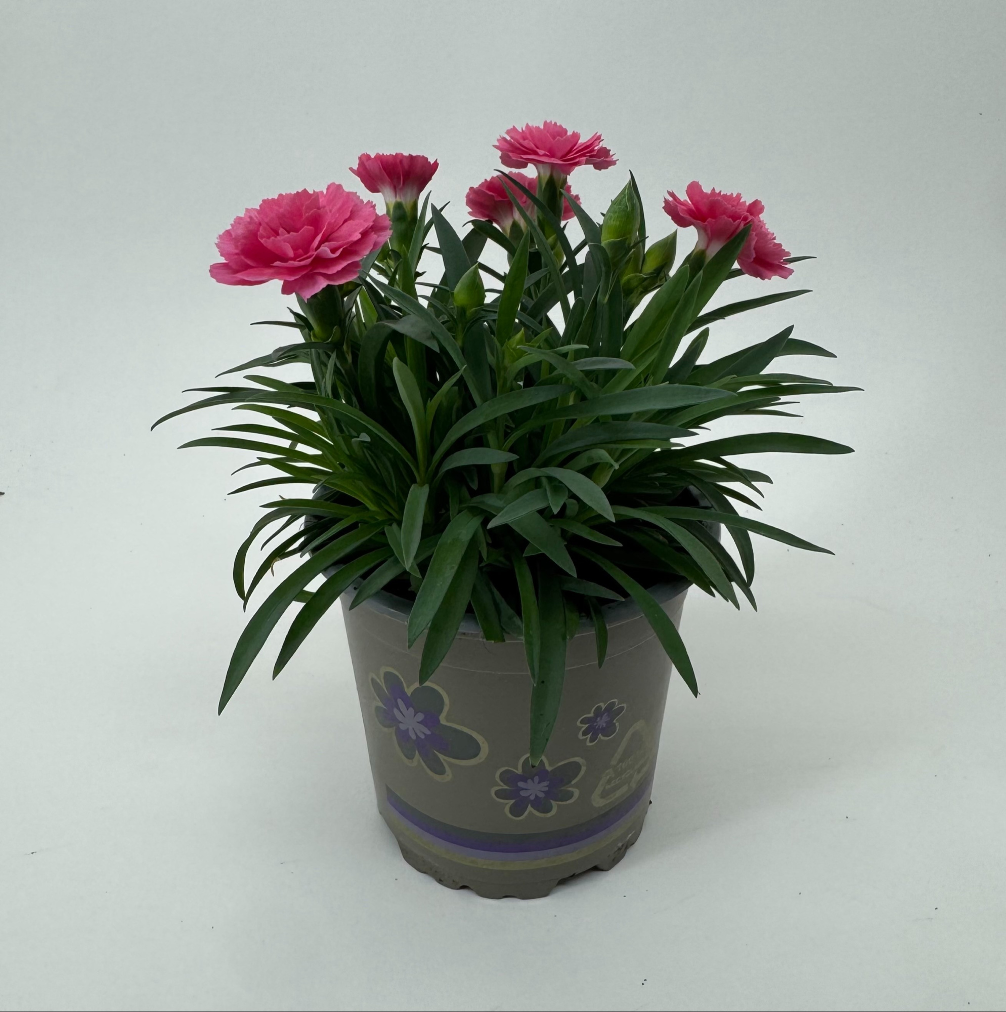 Dianthus 'I Love U', D 11
