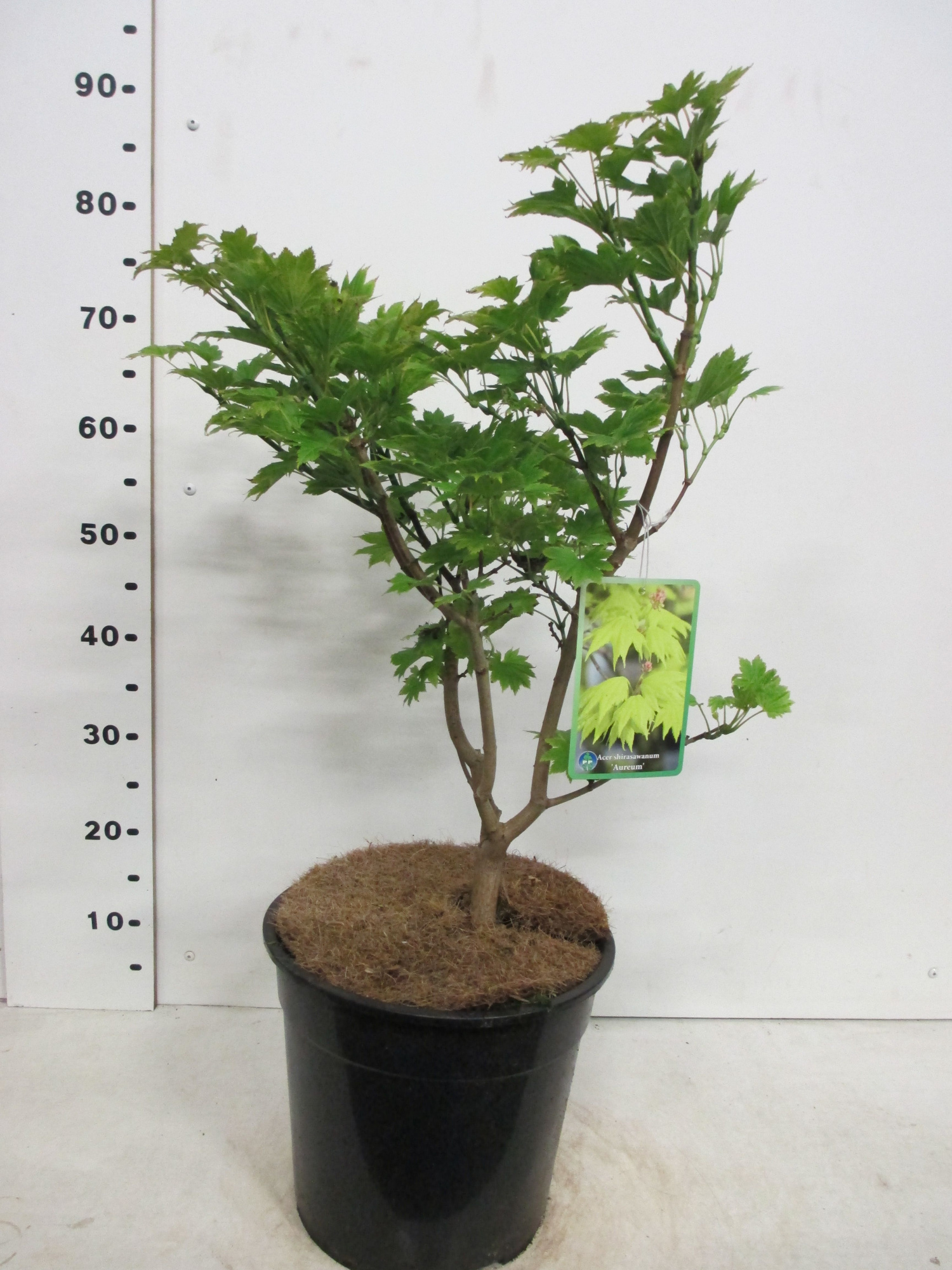 Acer shirasawanum Aureum 50-60 P28, D 28 cm