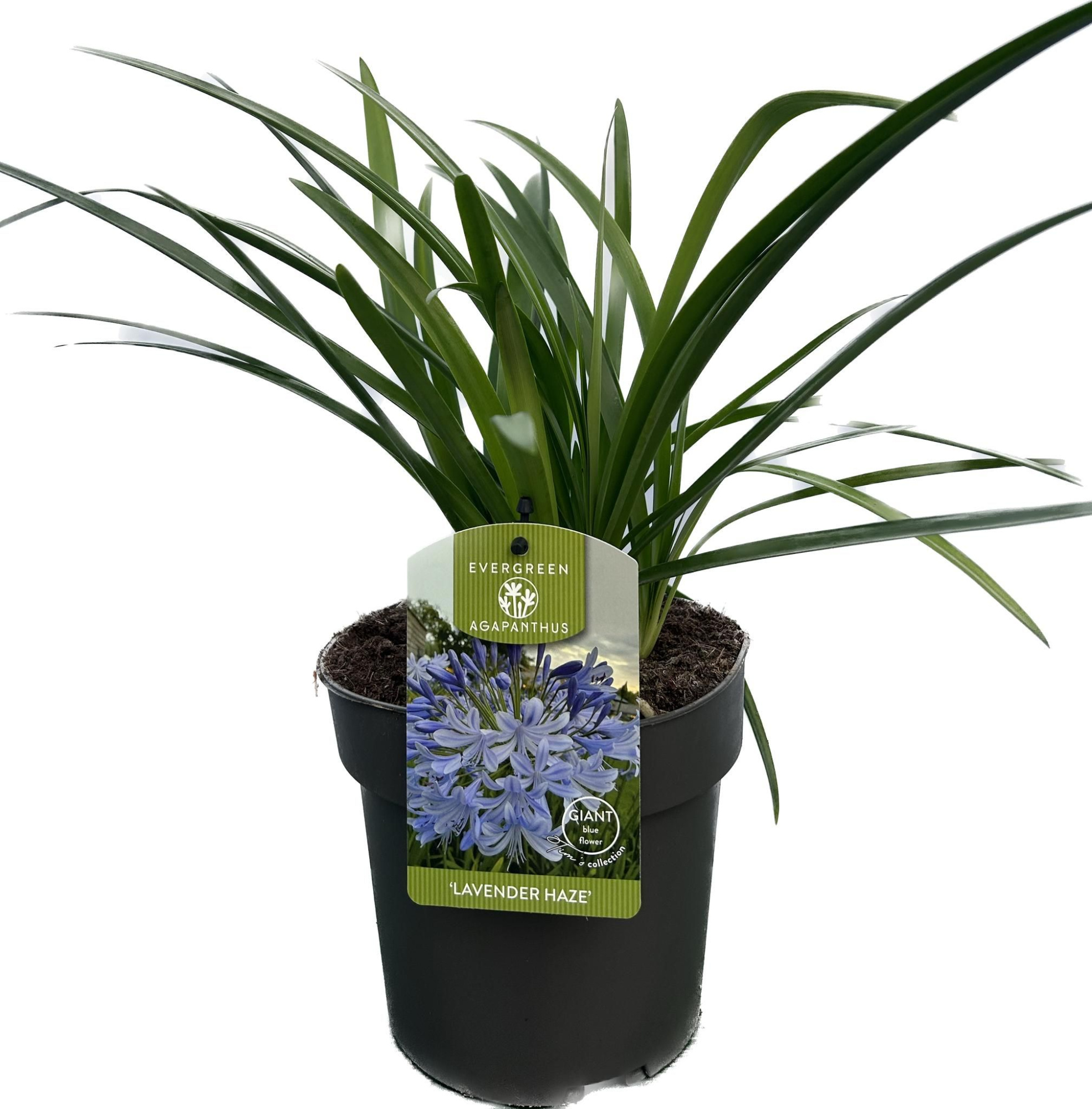 Agapanthus 'Lavander haze' P17 EVERGREEN, D 17