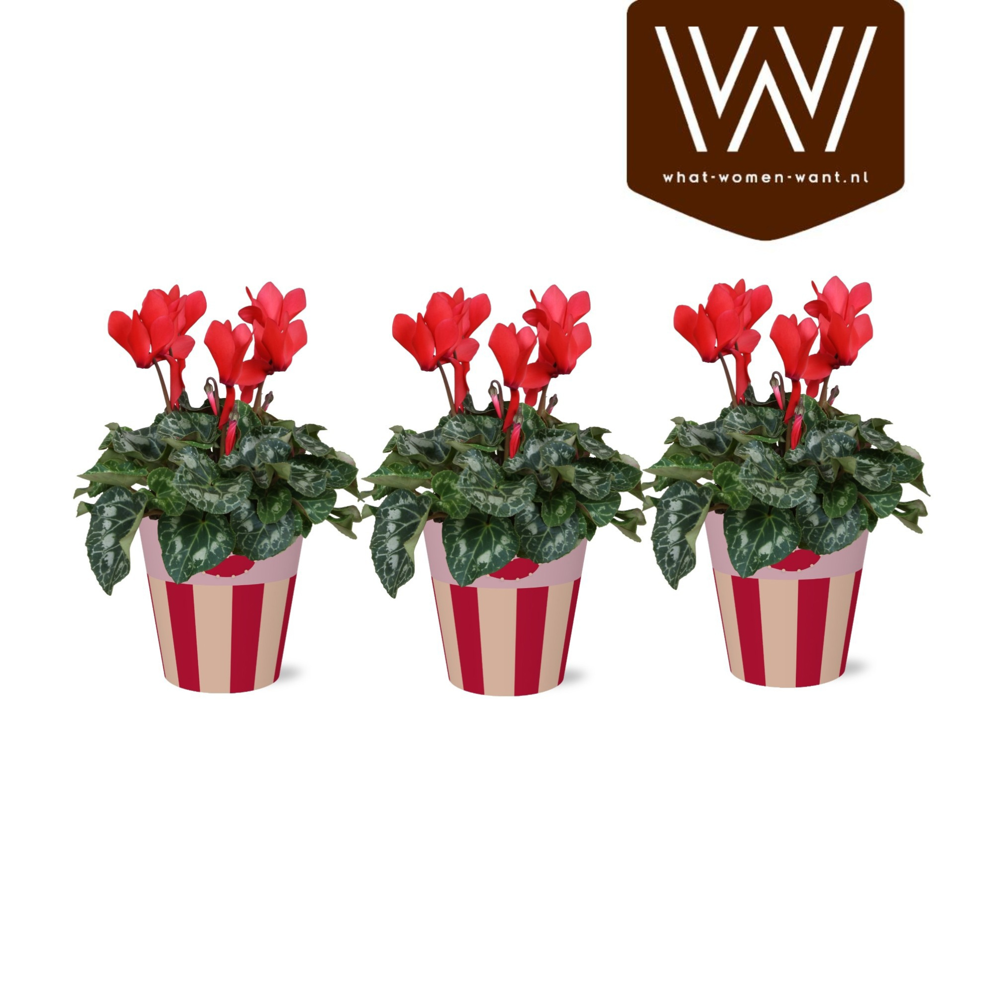 Collectie 'Sympathetic Moods' Cyclamen Rood in Smartcup Romee, D 12