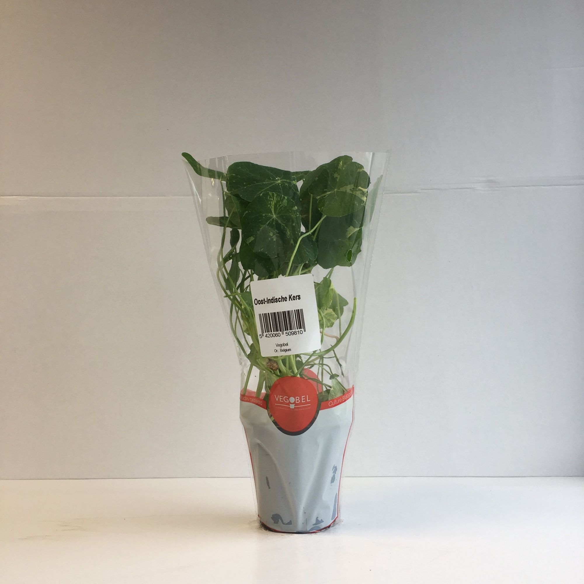 Oostindische Kers P9, D 9 cm