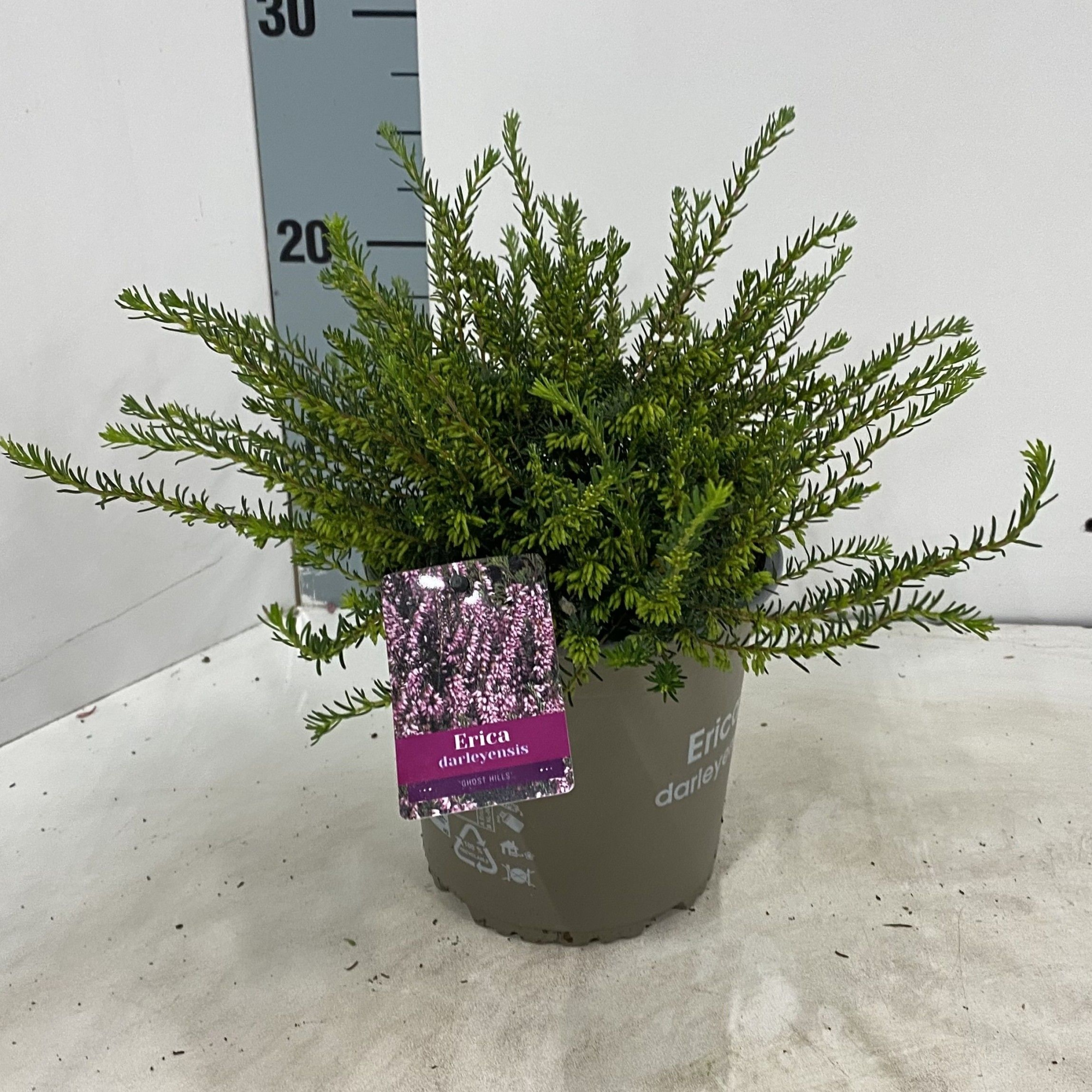 Erica darl. 'Ghost Hills', D 15 cm
