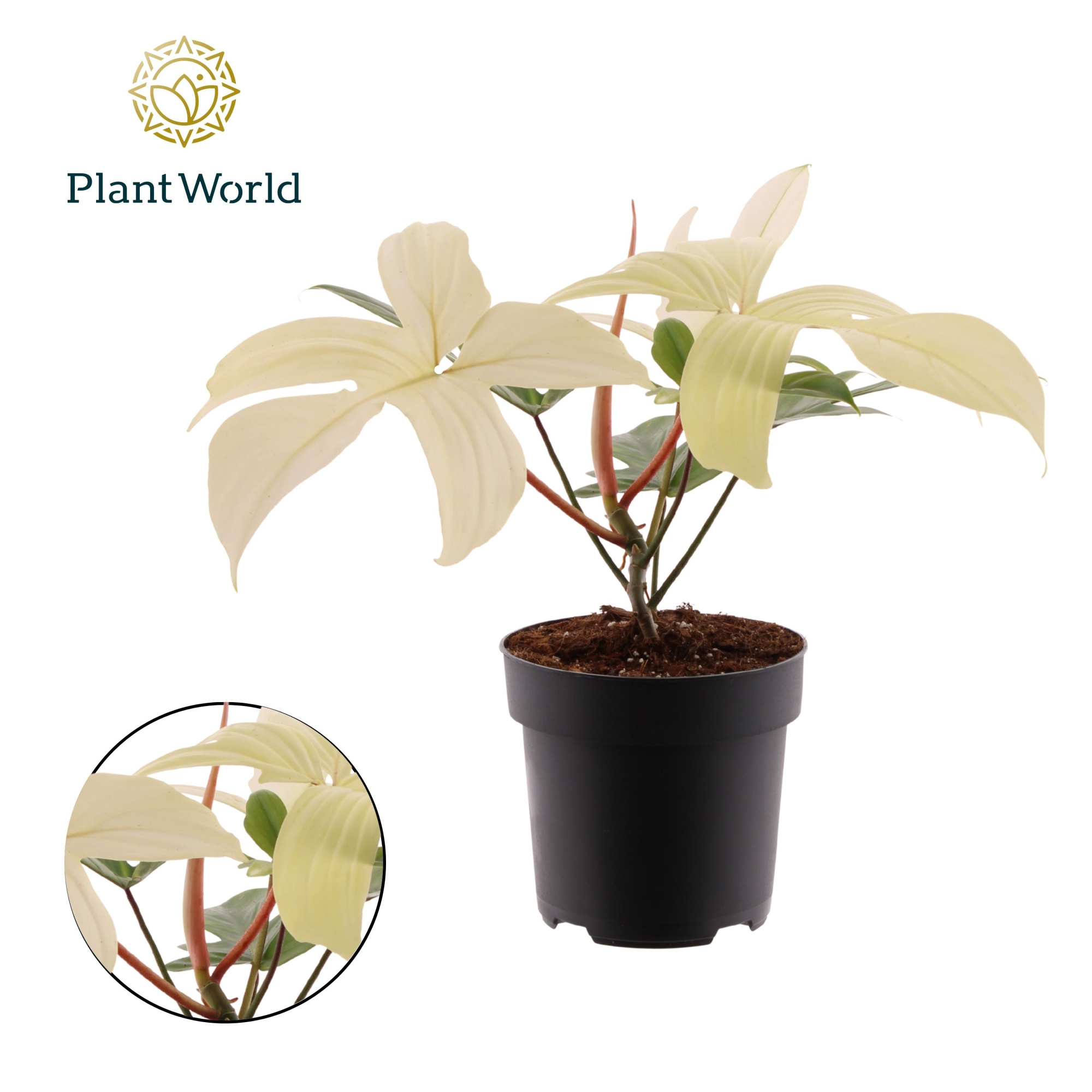Philodendron Florida Ghost, D 19 cm