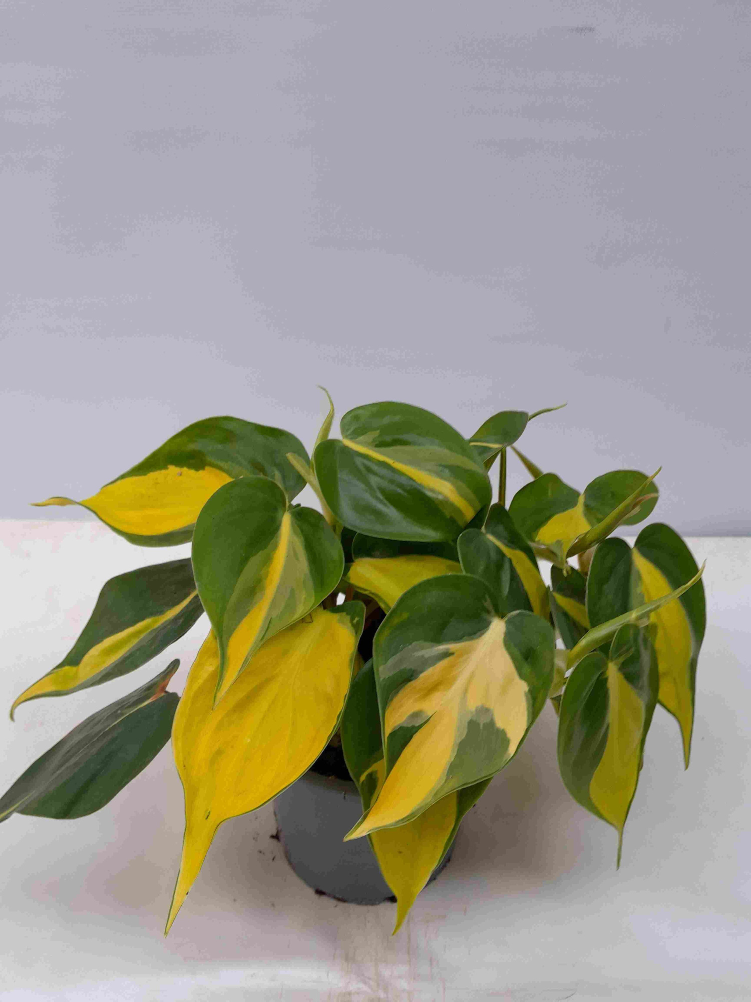 PHILODENDRON SCANDENS 'BRAZIL', D 12 cm