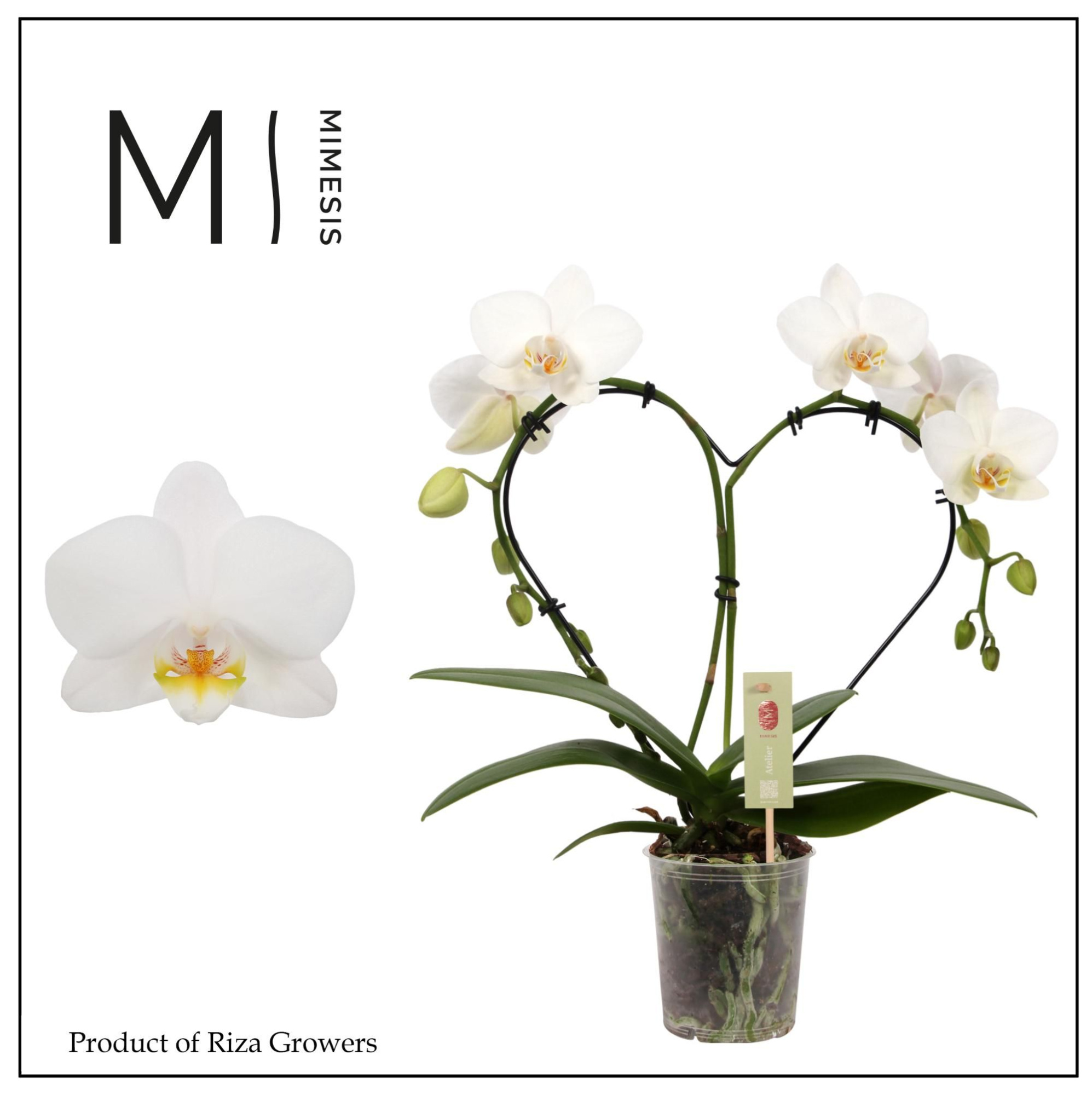 Phalaenopsis Heart White 16+ - 9cm | Mimesis, D 9 cm