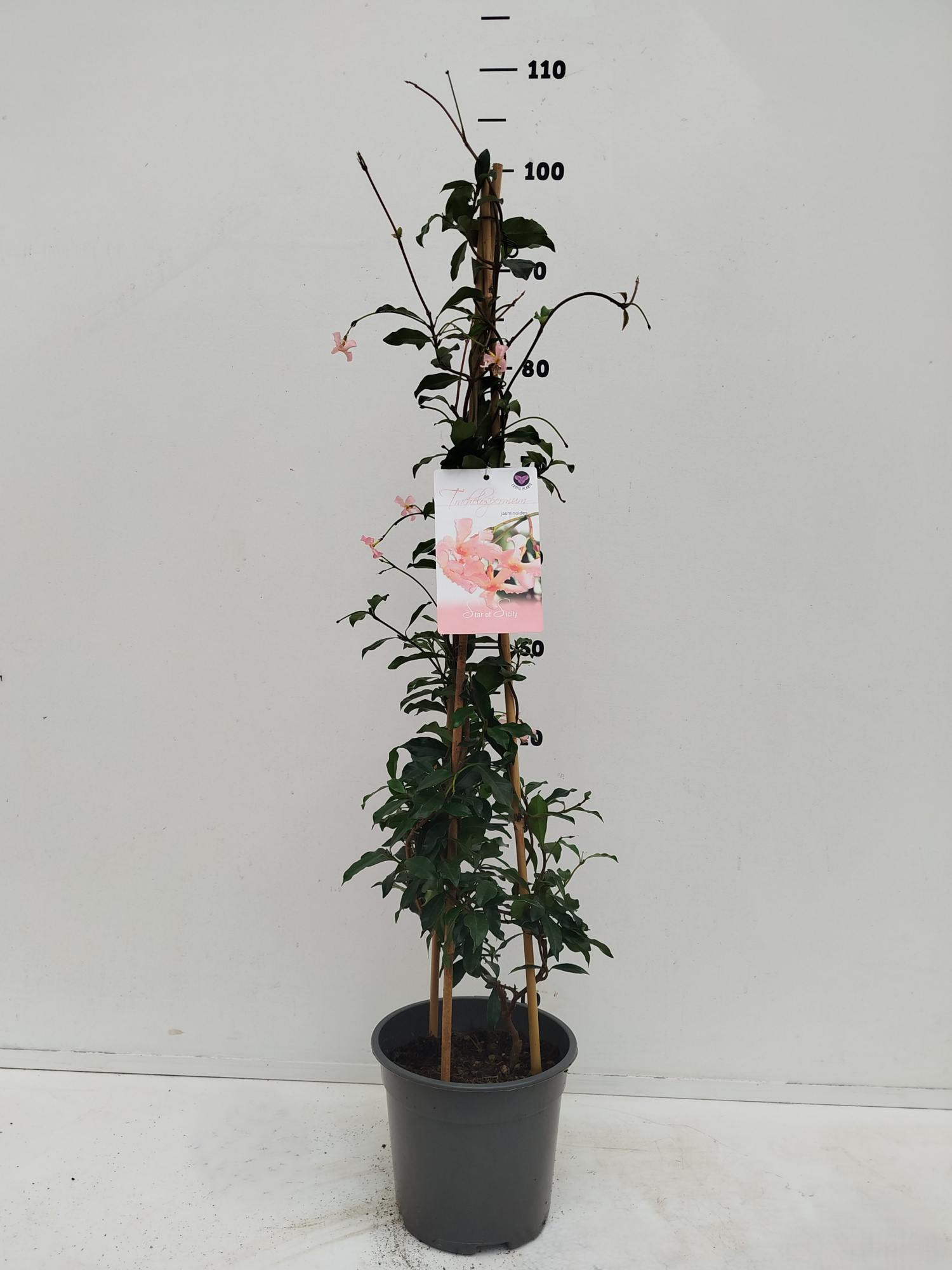 Trachelospermum jasminoides Star of Sicily, D 19