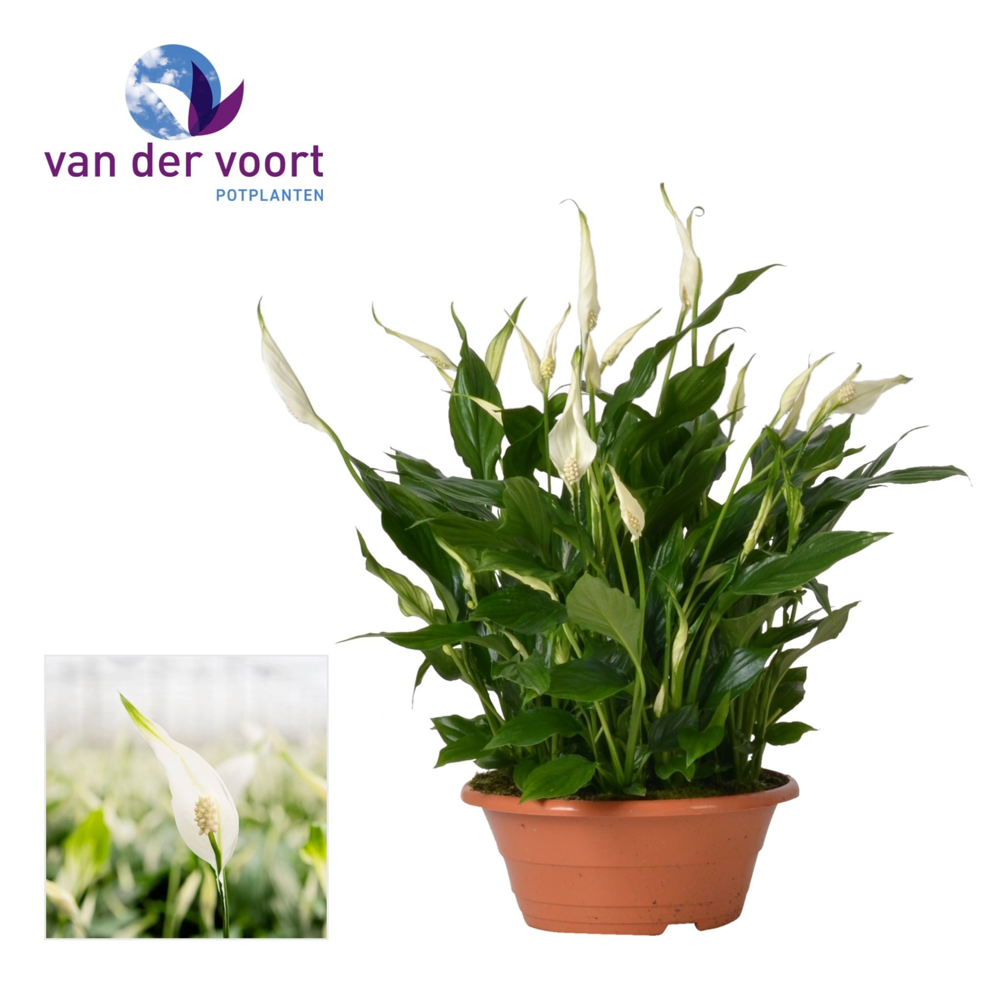 Spathiphyllum 23 cm Bellini schaal zonder hoes, D 23 cm