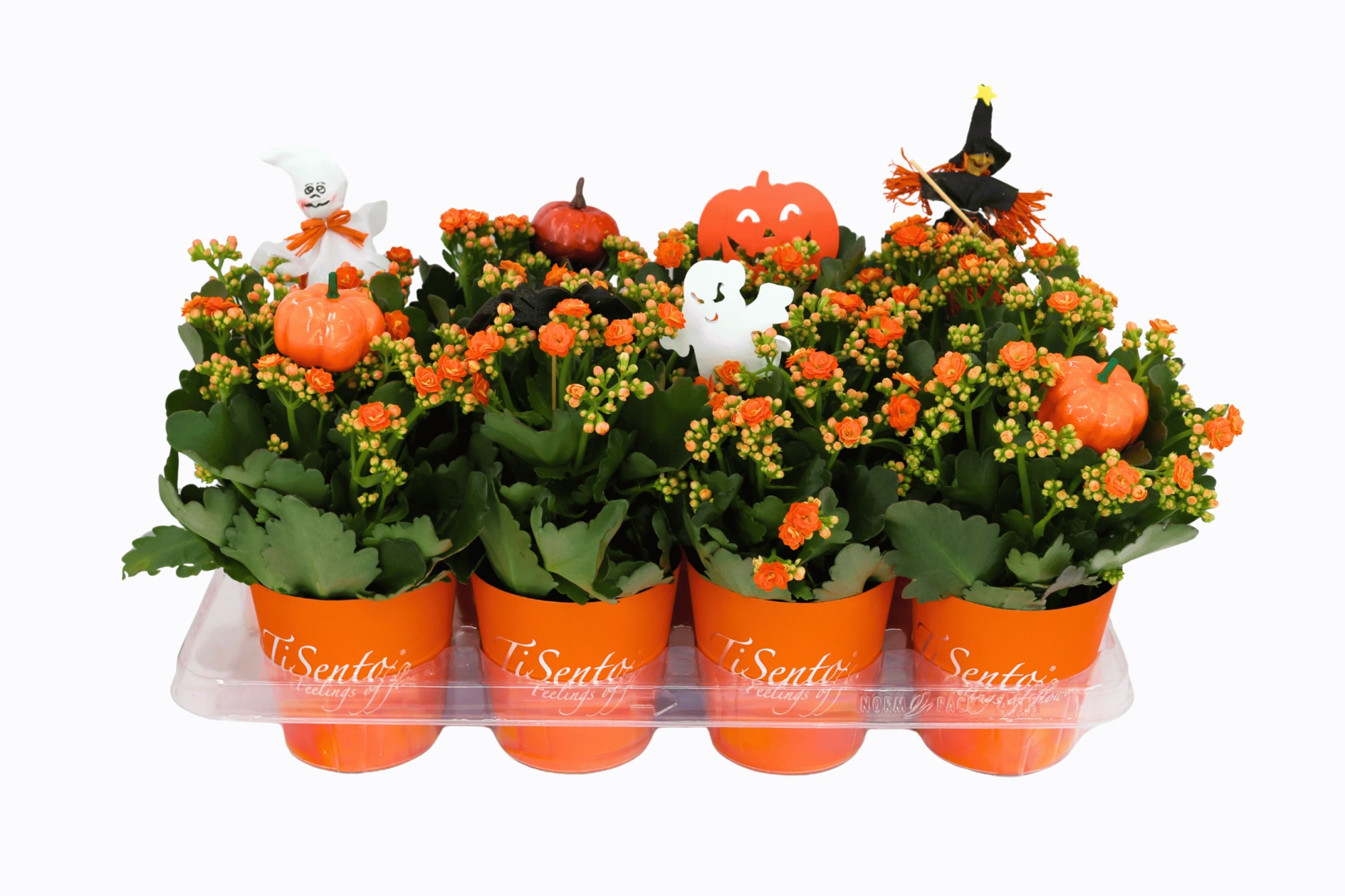 Calandiva 12 cm Oranje - Oranje Smartcup + Halloween Bijsteker, D 12