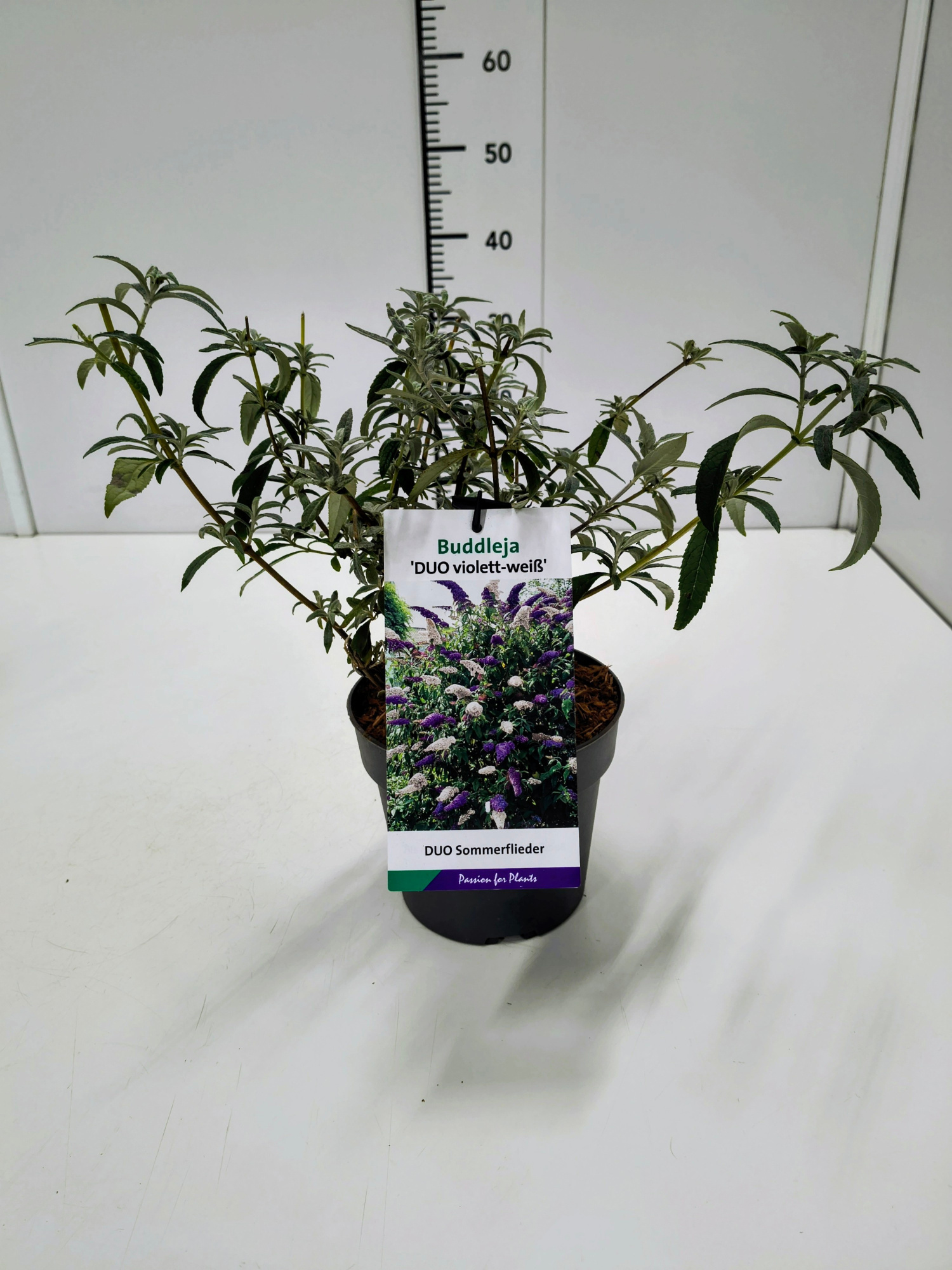Buddleja dav. Duo Violet-Wit 25-30C2, D 17