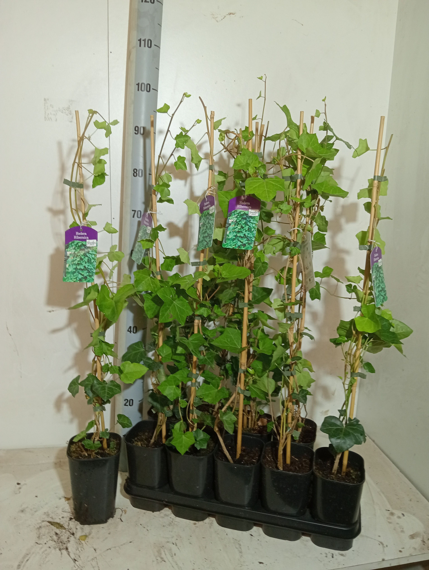 Hedera hibernica, D 12 cm