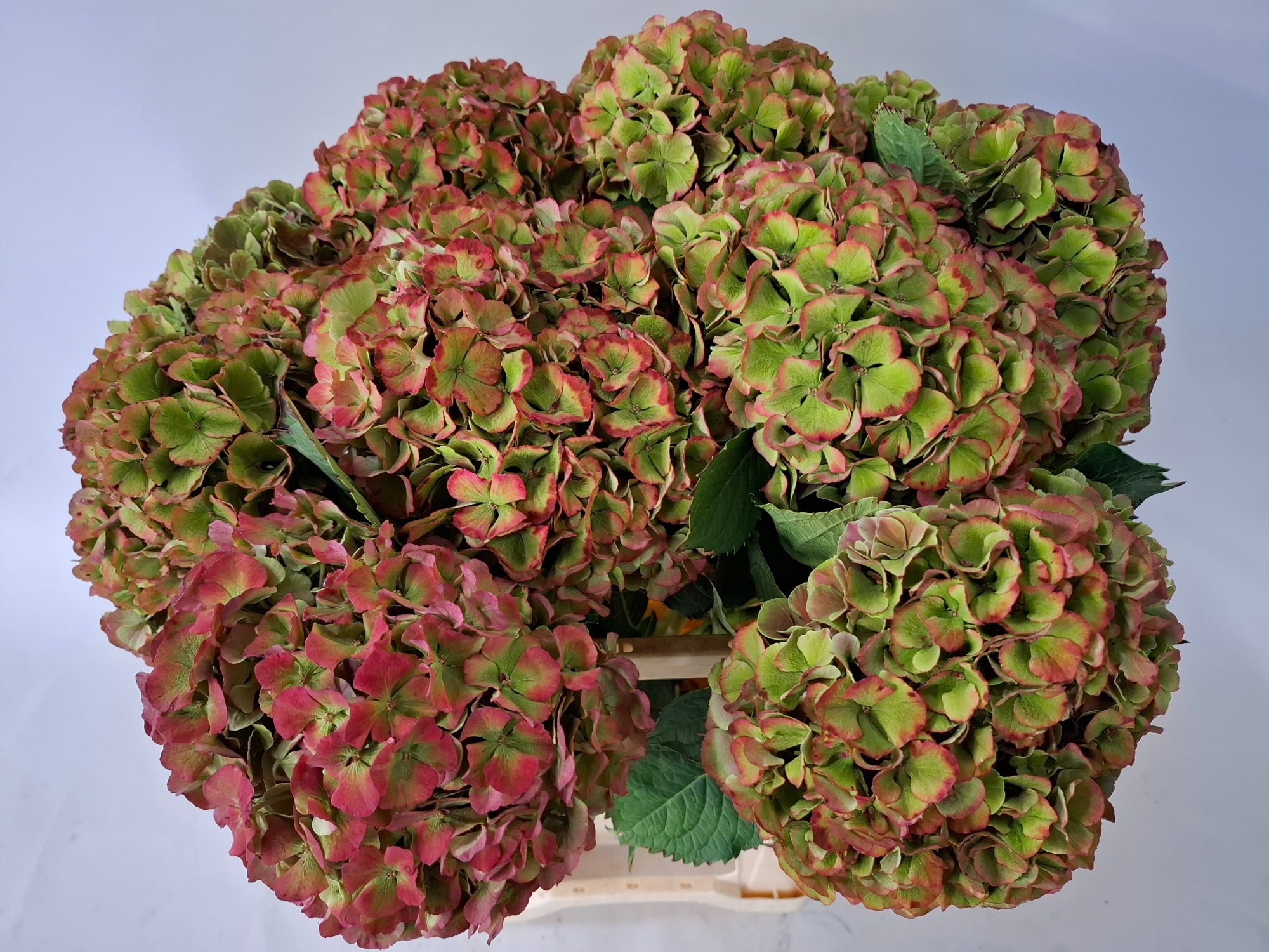 Гортензия Май Бьютифул Рио Классик 60, шт.