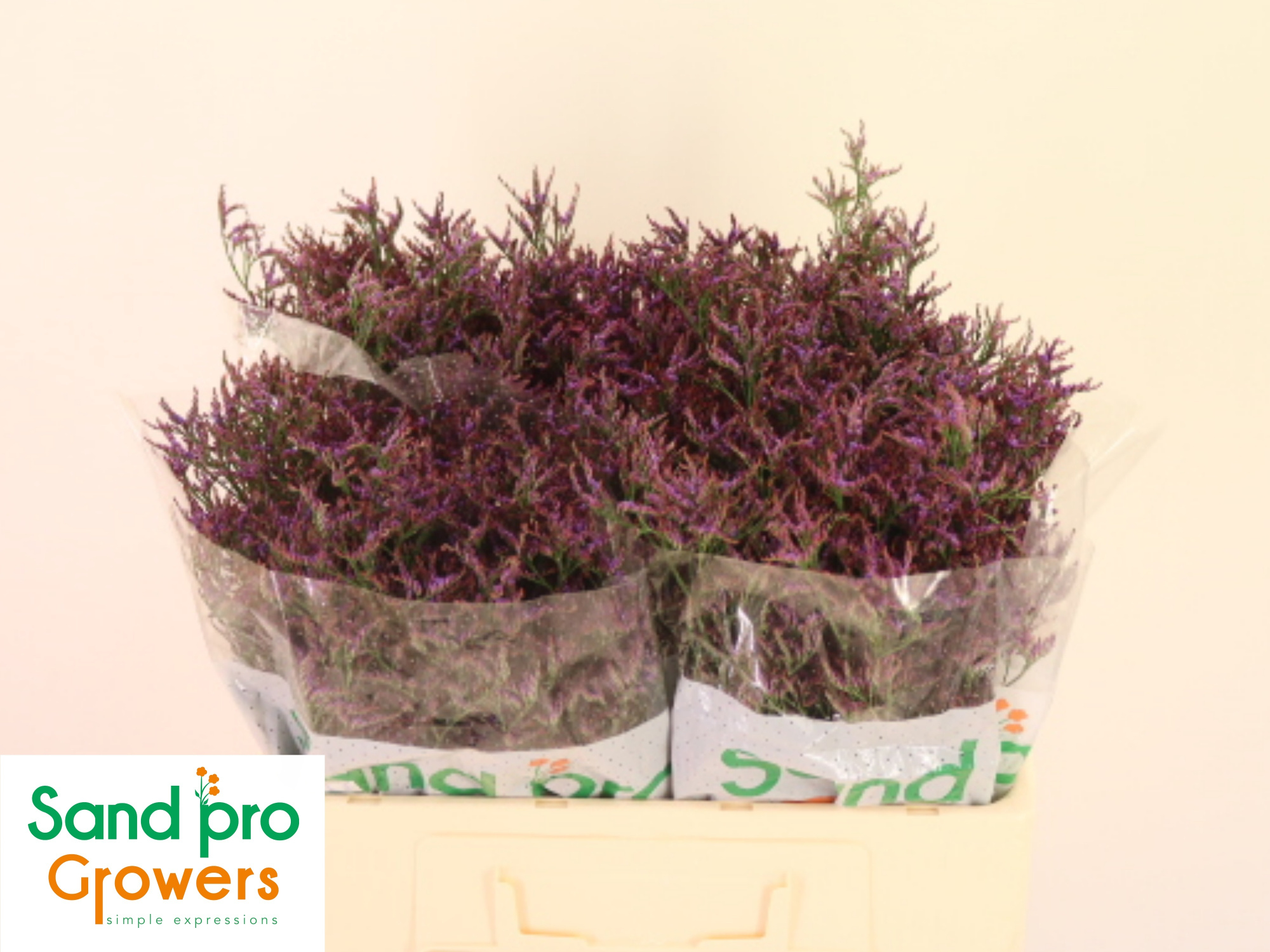 Лимониум Сафора Дарк Блю 50, шт.