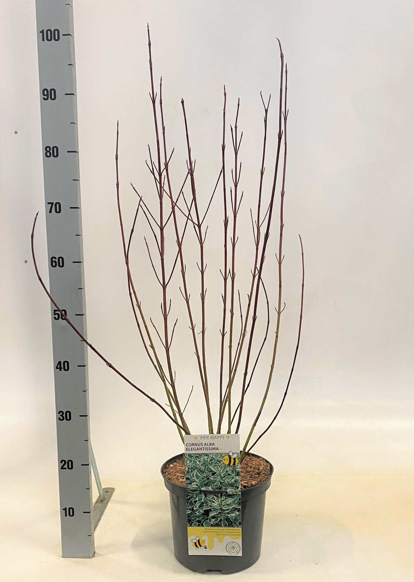 Cornus in Sorten, D 23 cm