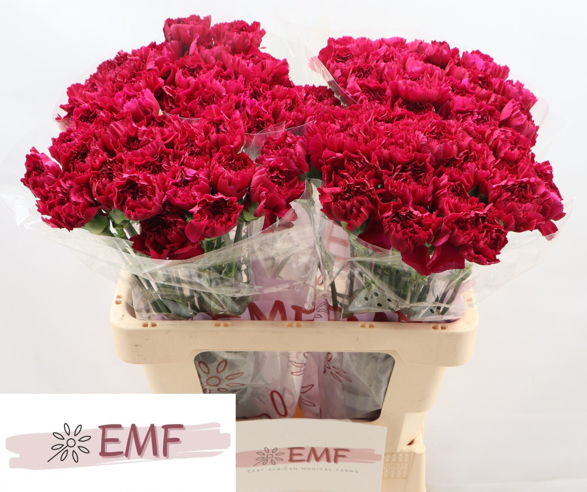 Диантус од. Юкари Виолет, шт.