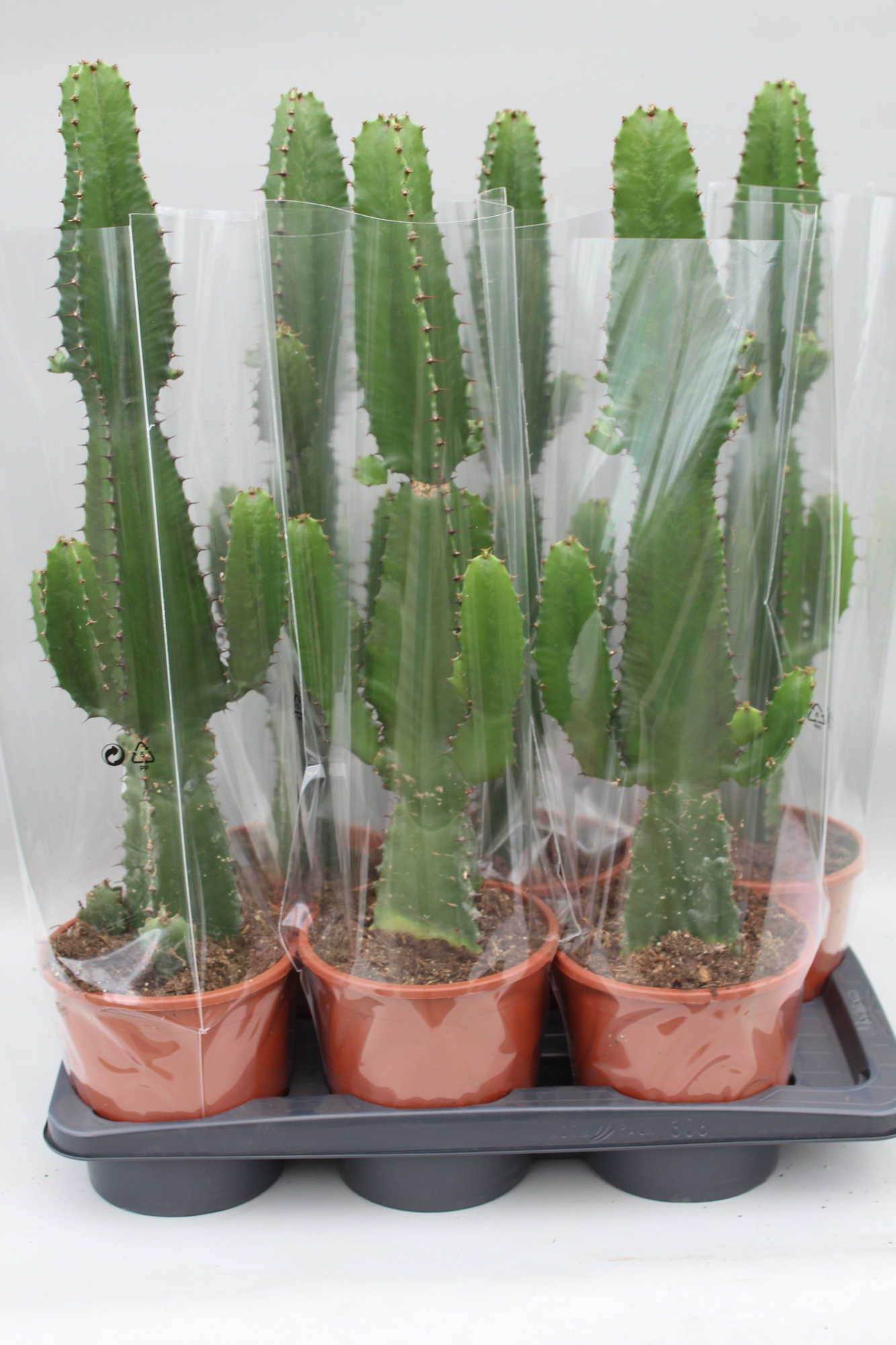 Euphorbia Acrurensis, D 17 cm