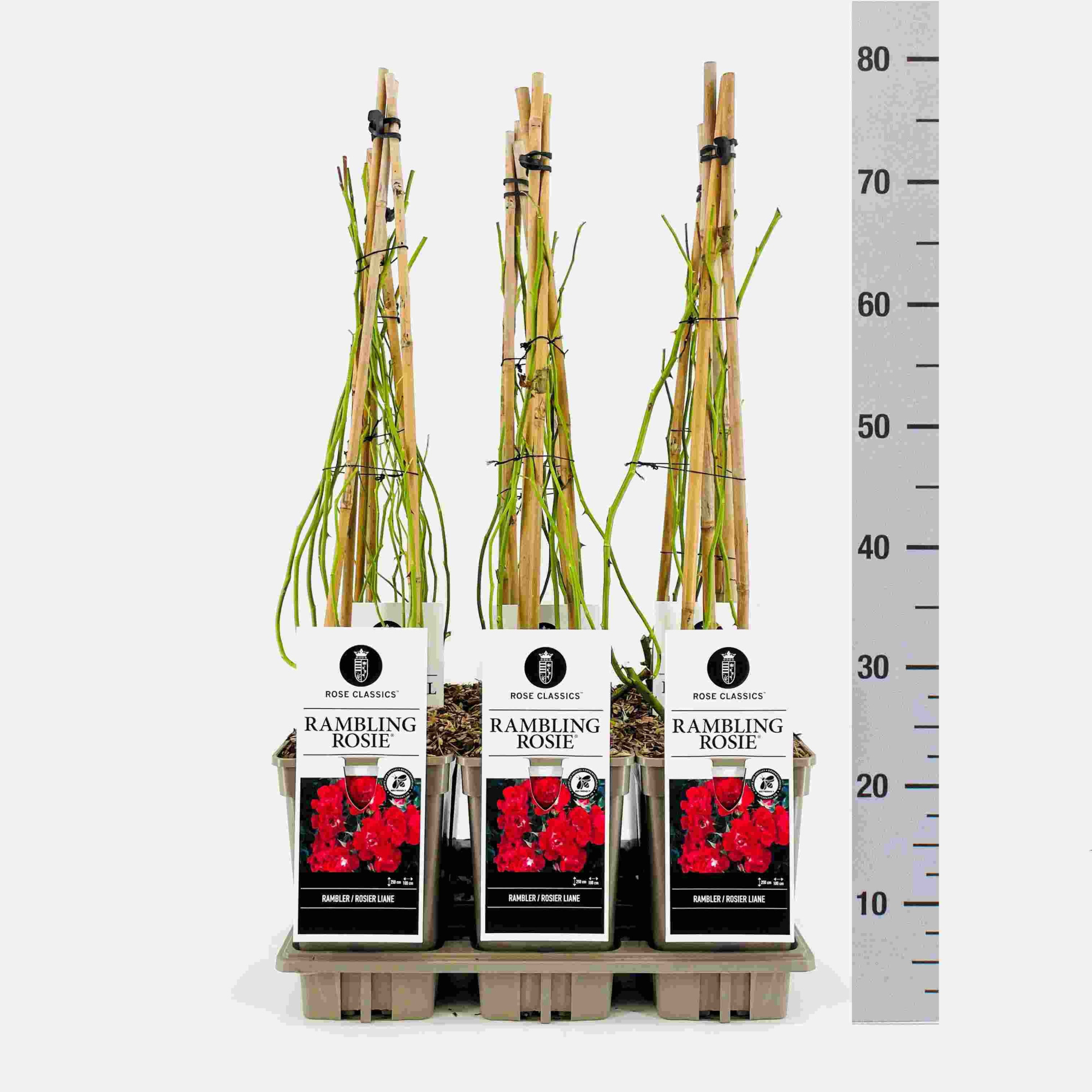 Rose (Rambler) Rambling Rosie ®, C3, 3 stok 75cm, D 17