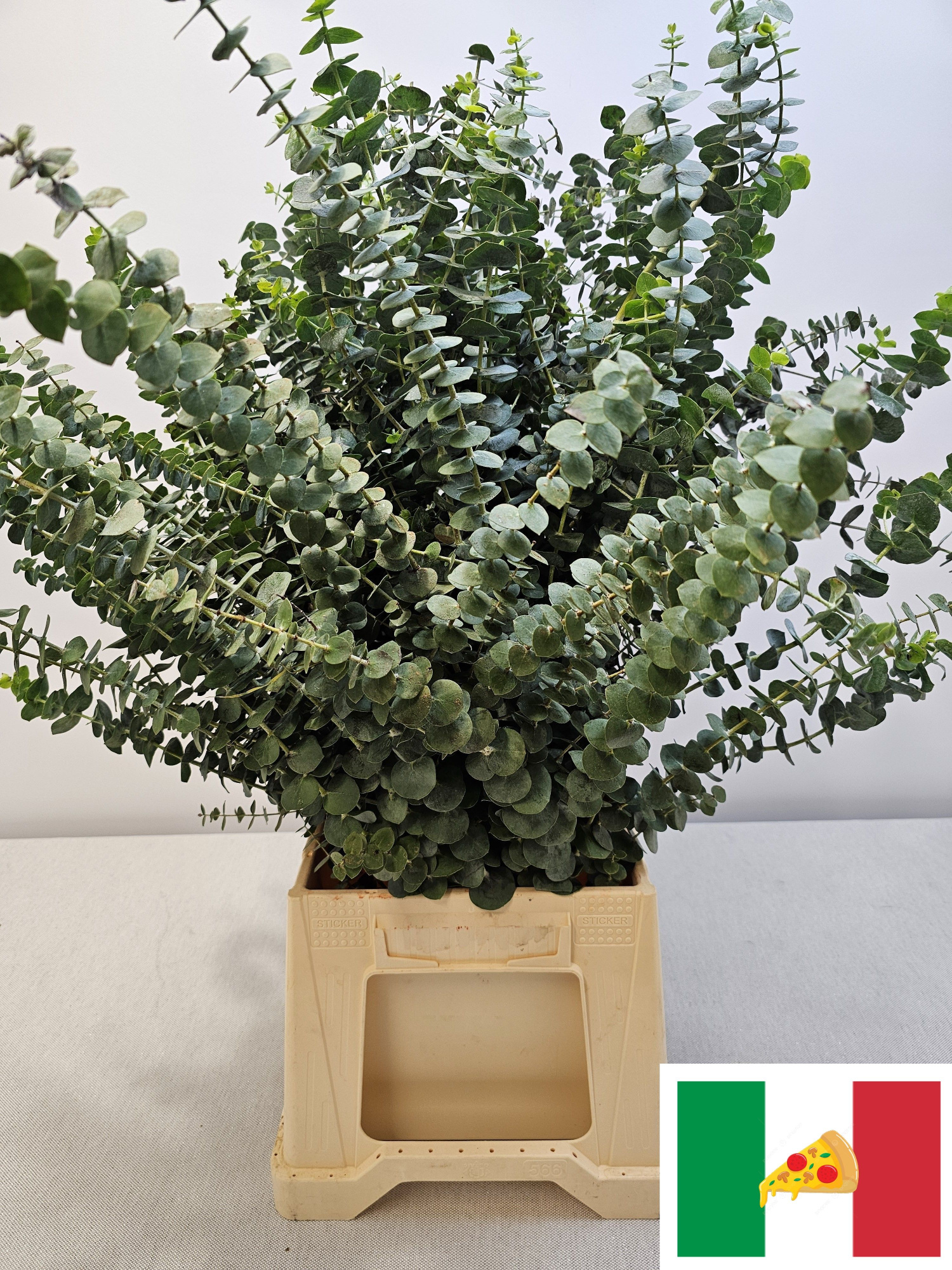 Эвкалипт Бэйби Блю за пучок 70, пуч.