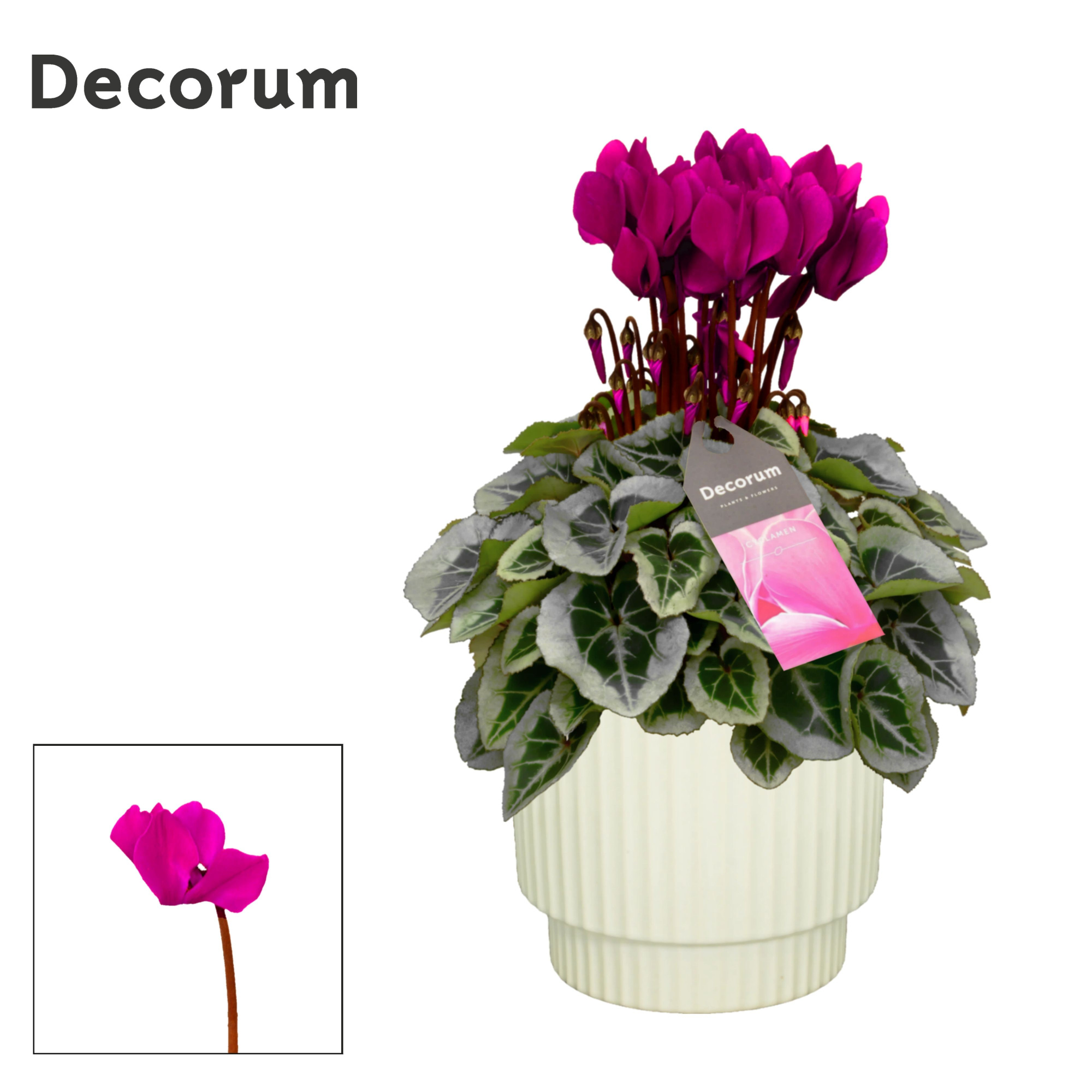Cyclamen SS Picasso Paars in Ivy Ceramics Decorum, D 15 cm
