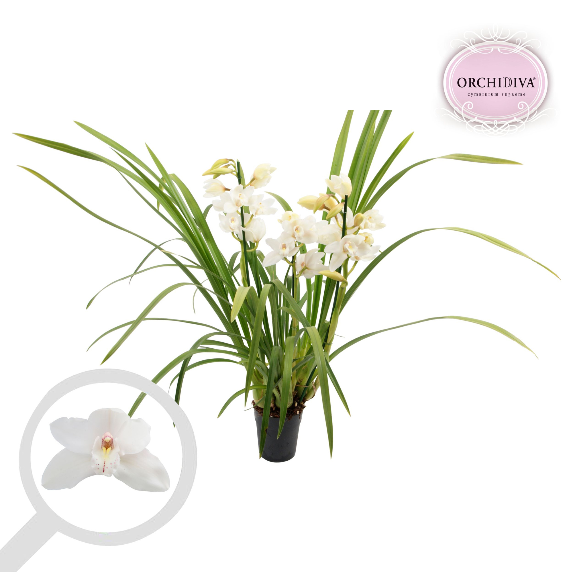 Cymbidium wit 2-3 tak, D 14 cm