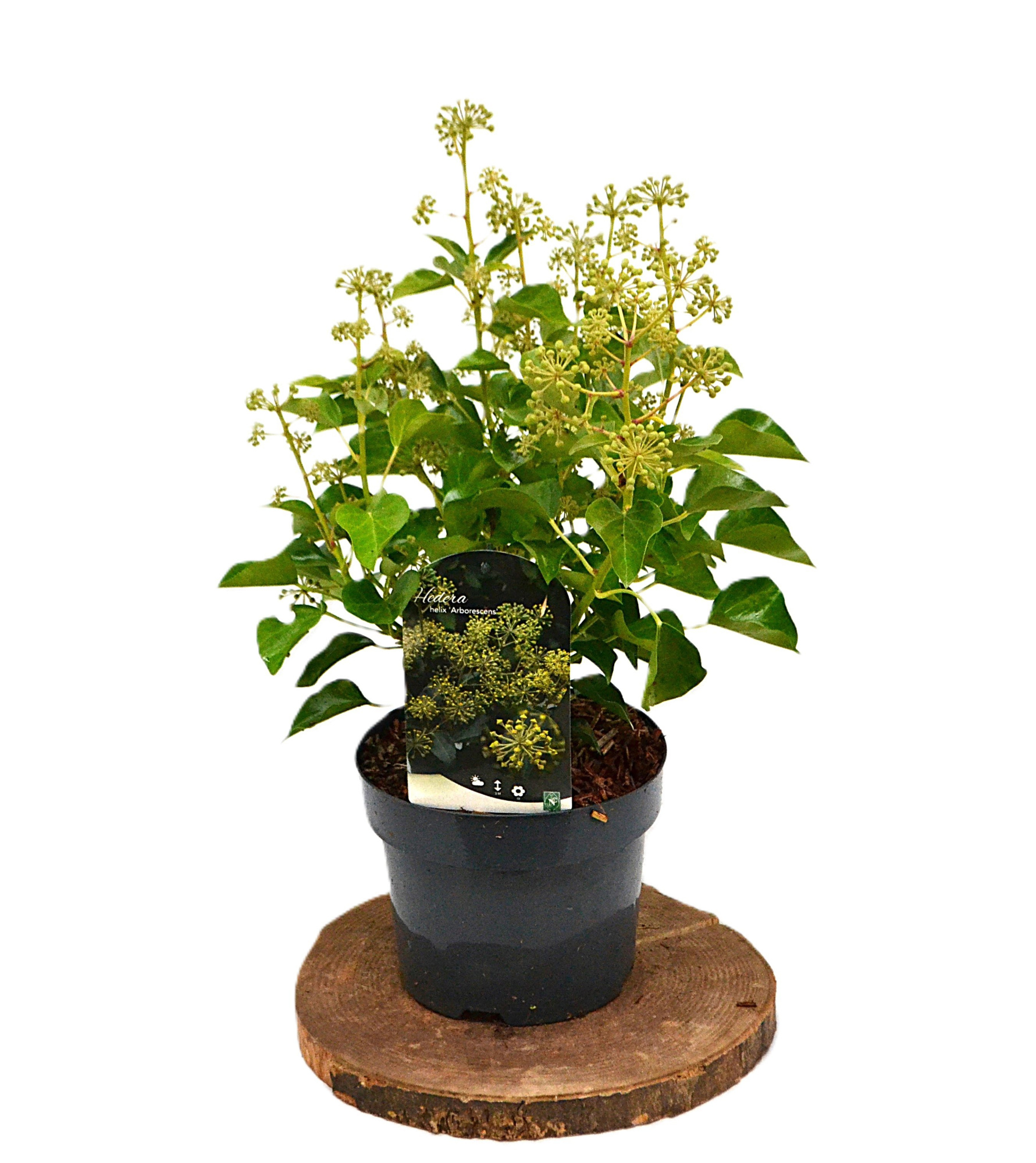 Hedera hel. 'Arborescens' C3 30/40, D 19