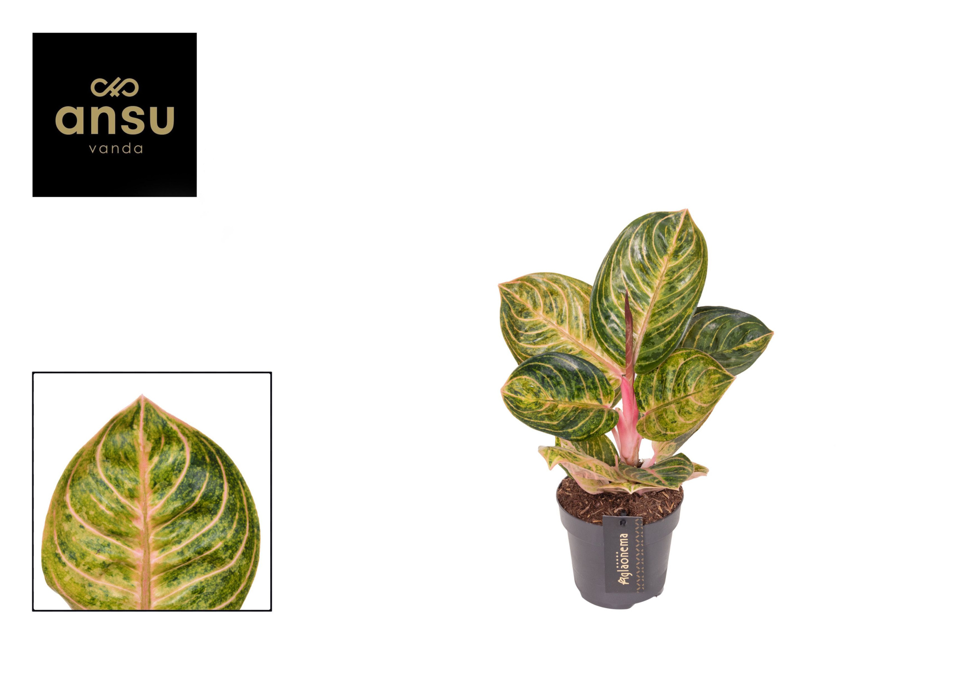 Aglaonema Tourmaline Gold, D 12 cm