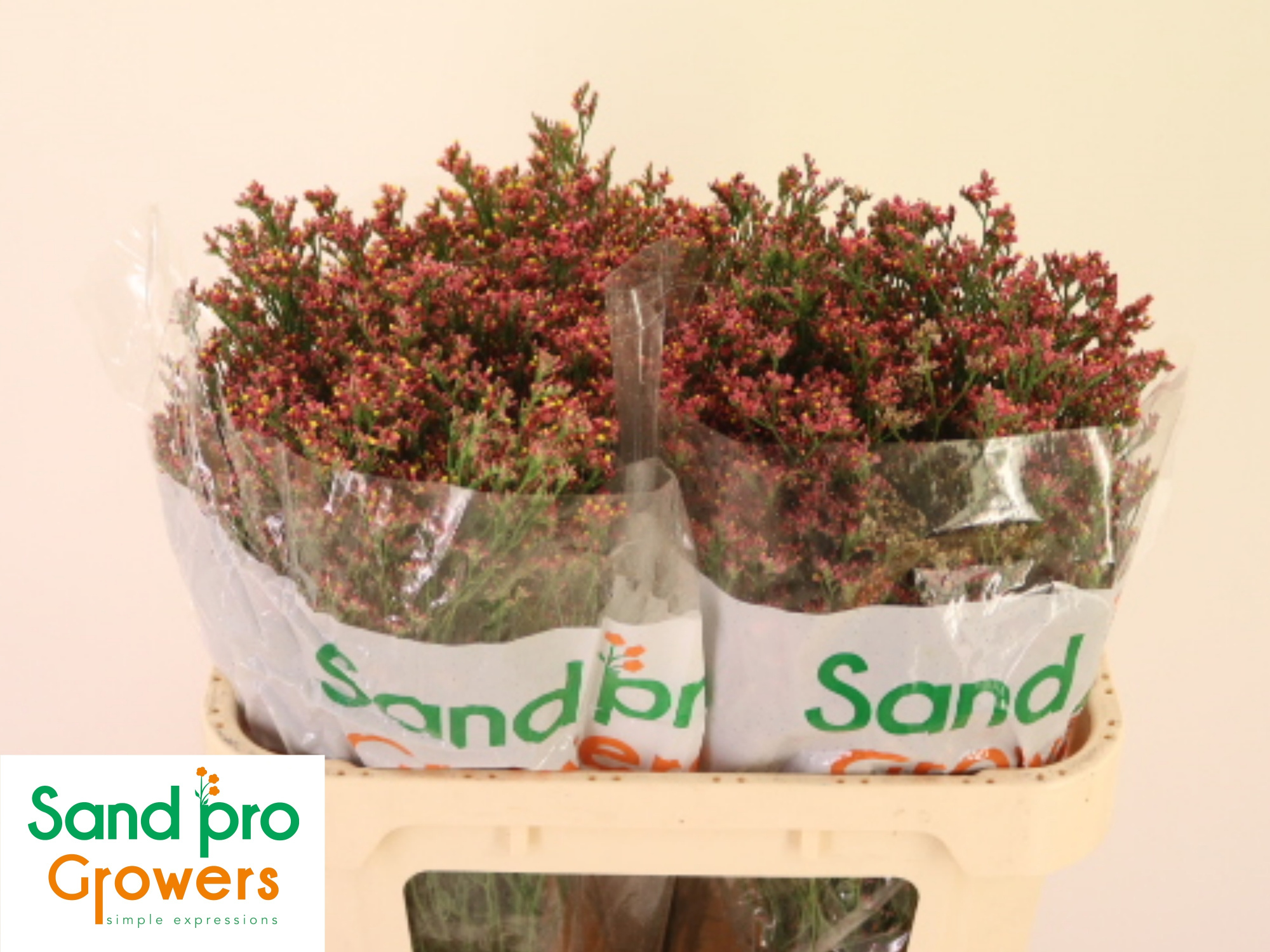 Лимониум Макс Даймонд 70, шт.