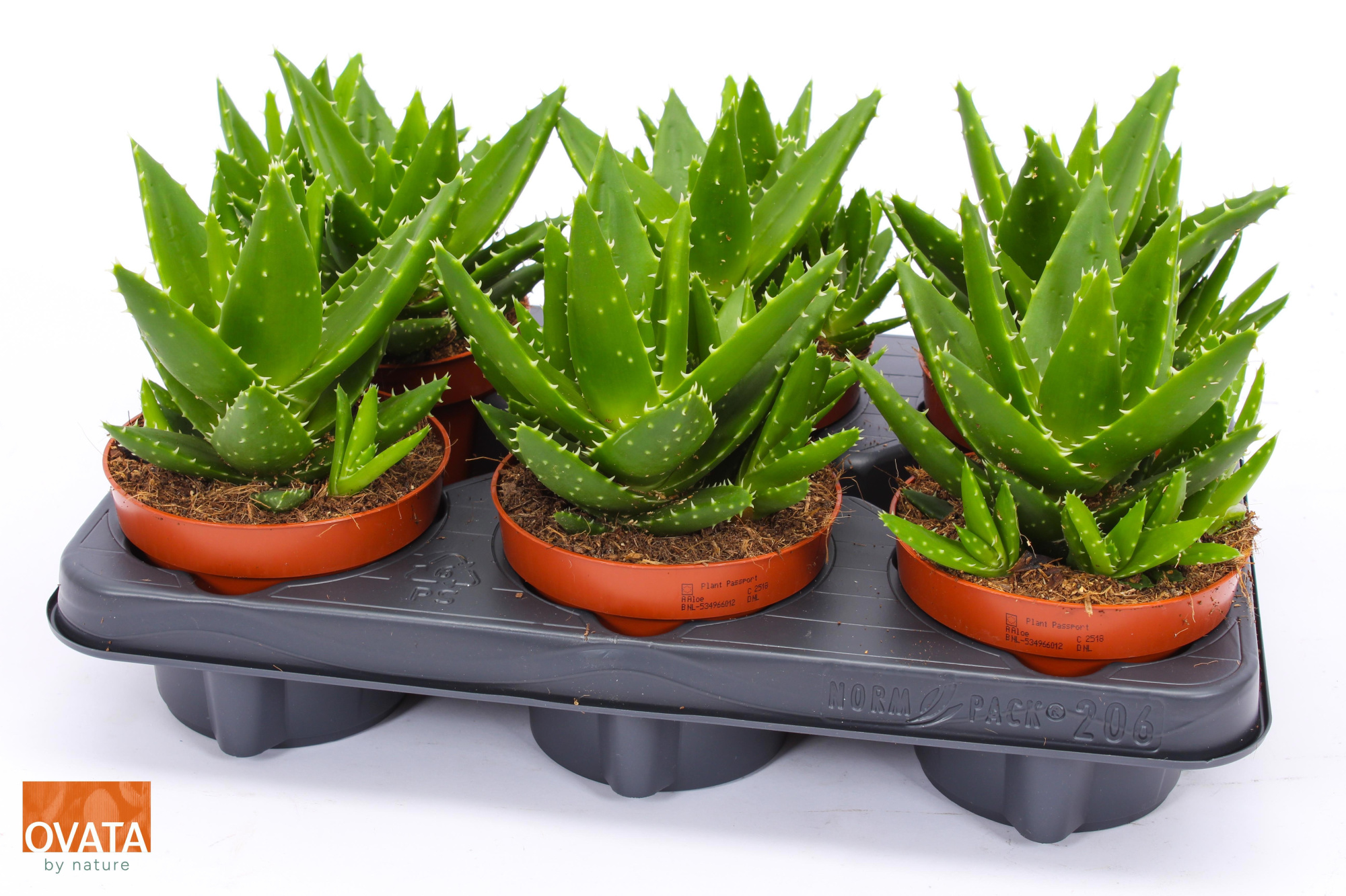 Aloe perfoliata 12, D 12