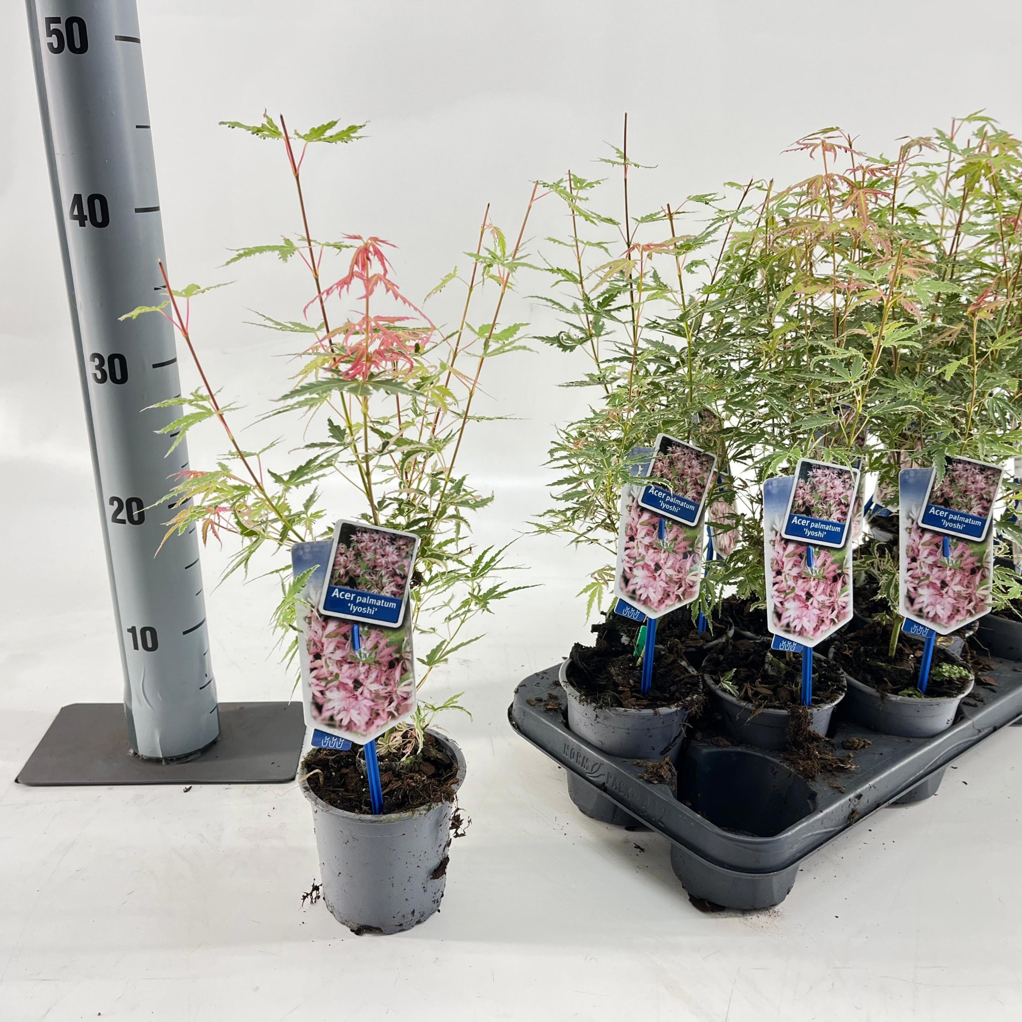 Acer pal. 'Iyoshi', D 10,5 cm