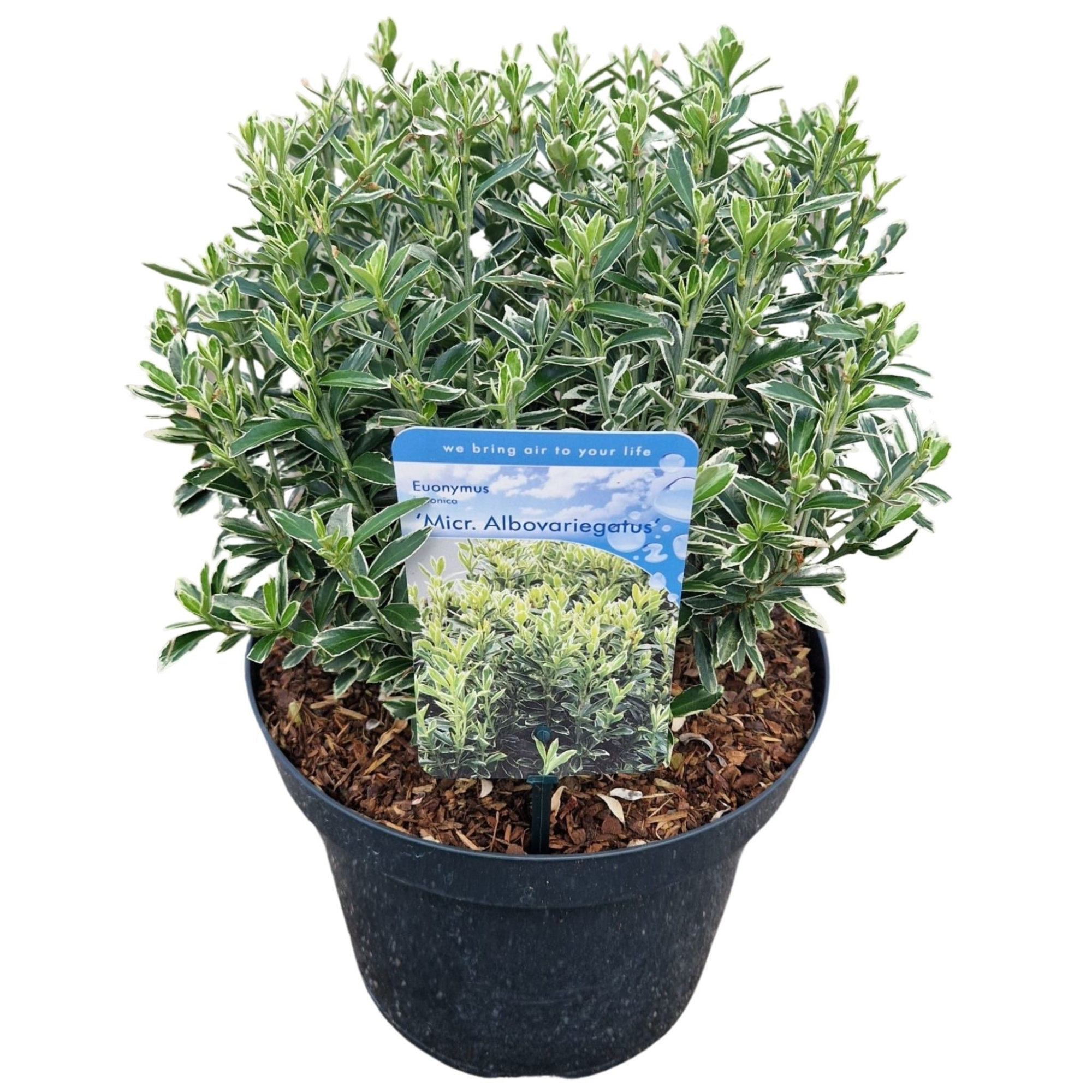 Euonymus jap. 'Micr. Albovariegatus', D 26