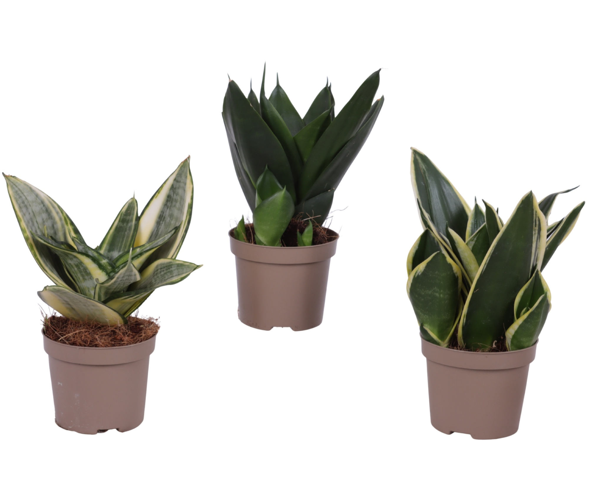 Sansevieria Compacta Mix pot ø09cm in Carbon Free pot, D 9 cm
