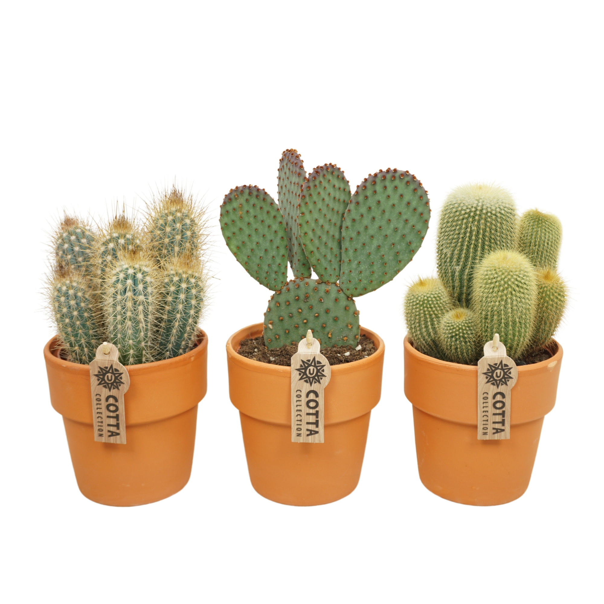 Cactus mix in 13 cm 'Terracotta Kraagpot', D 12