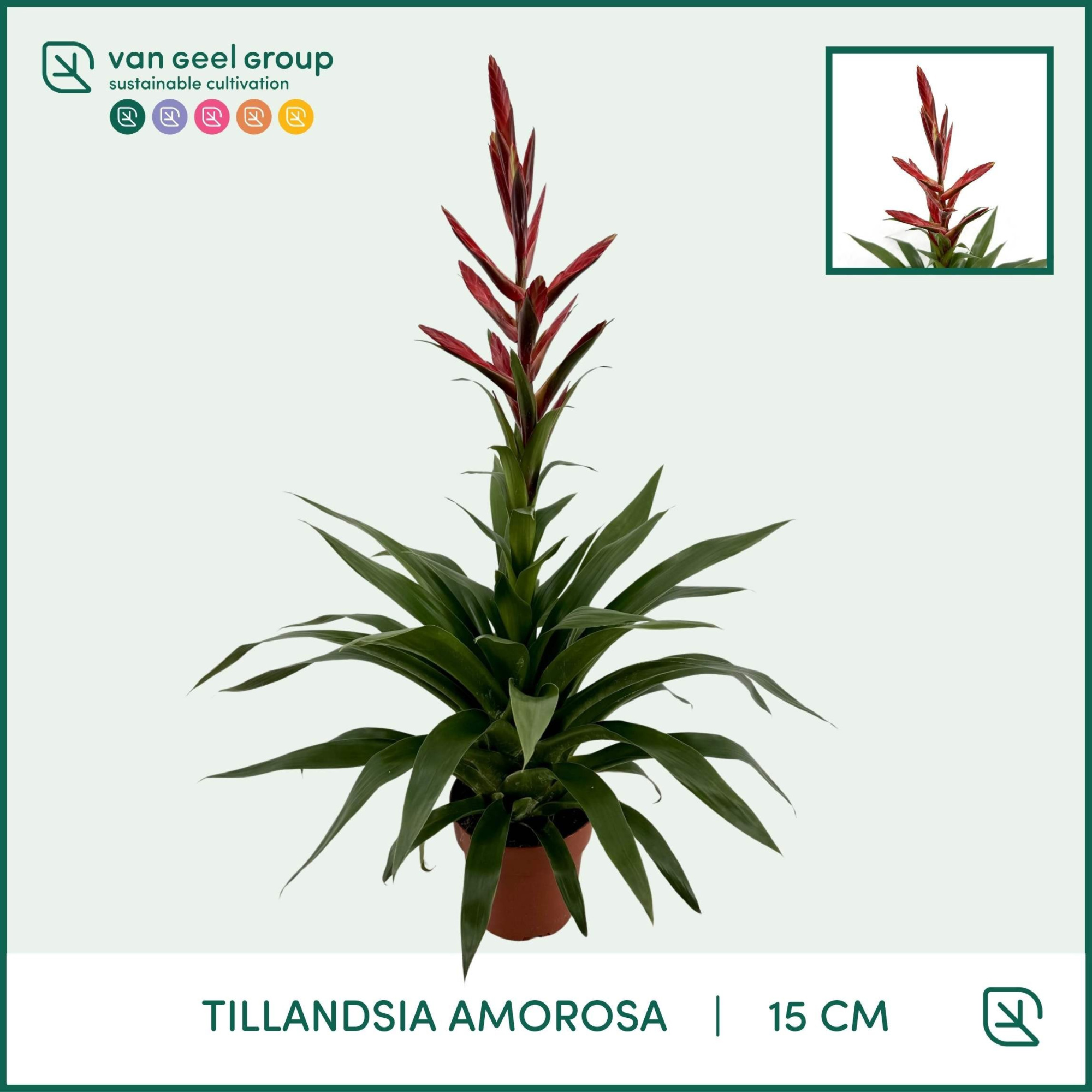 Tillandsia Amorosa, D 15 cm