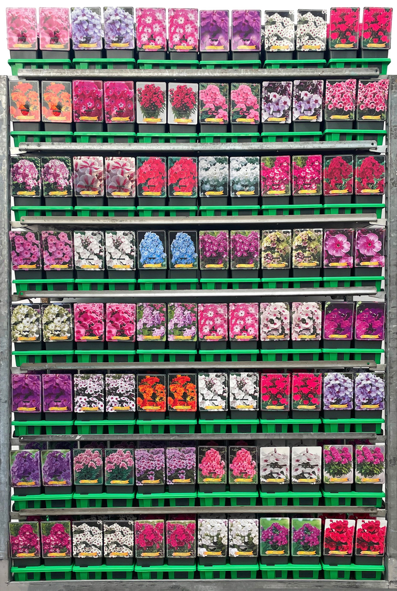 Phlox paniculata Mix CC P11, D 11