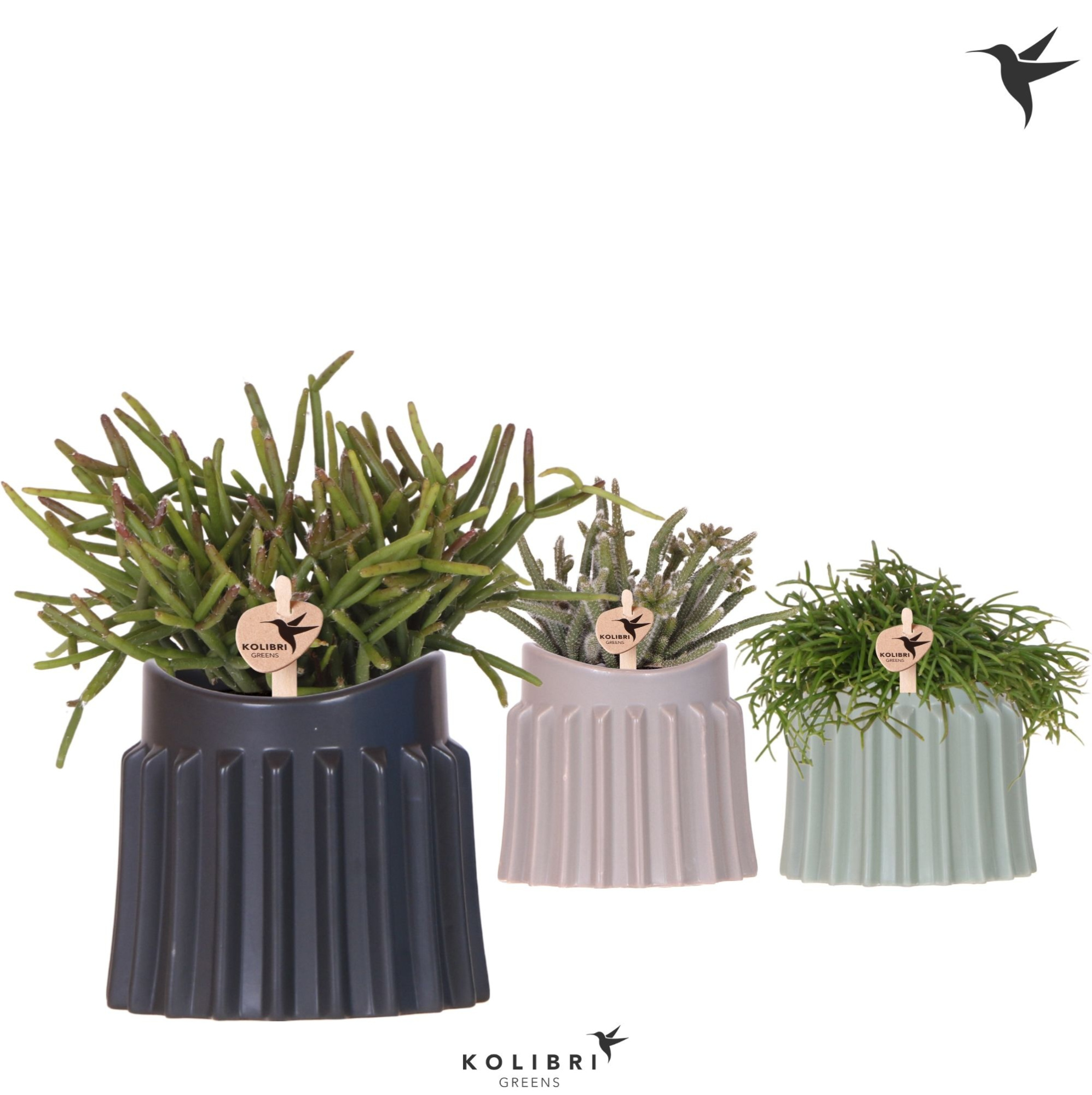 Kolibri Greens Rhipsalis mix in Raw pot mix, D 9 cm