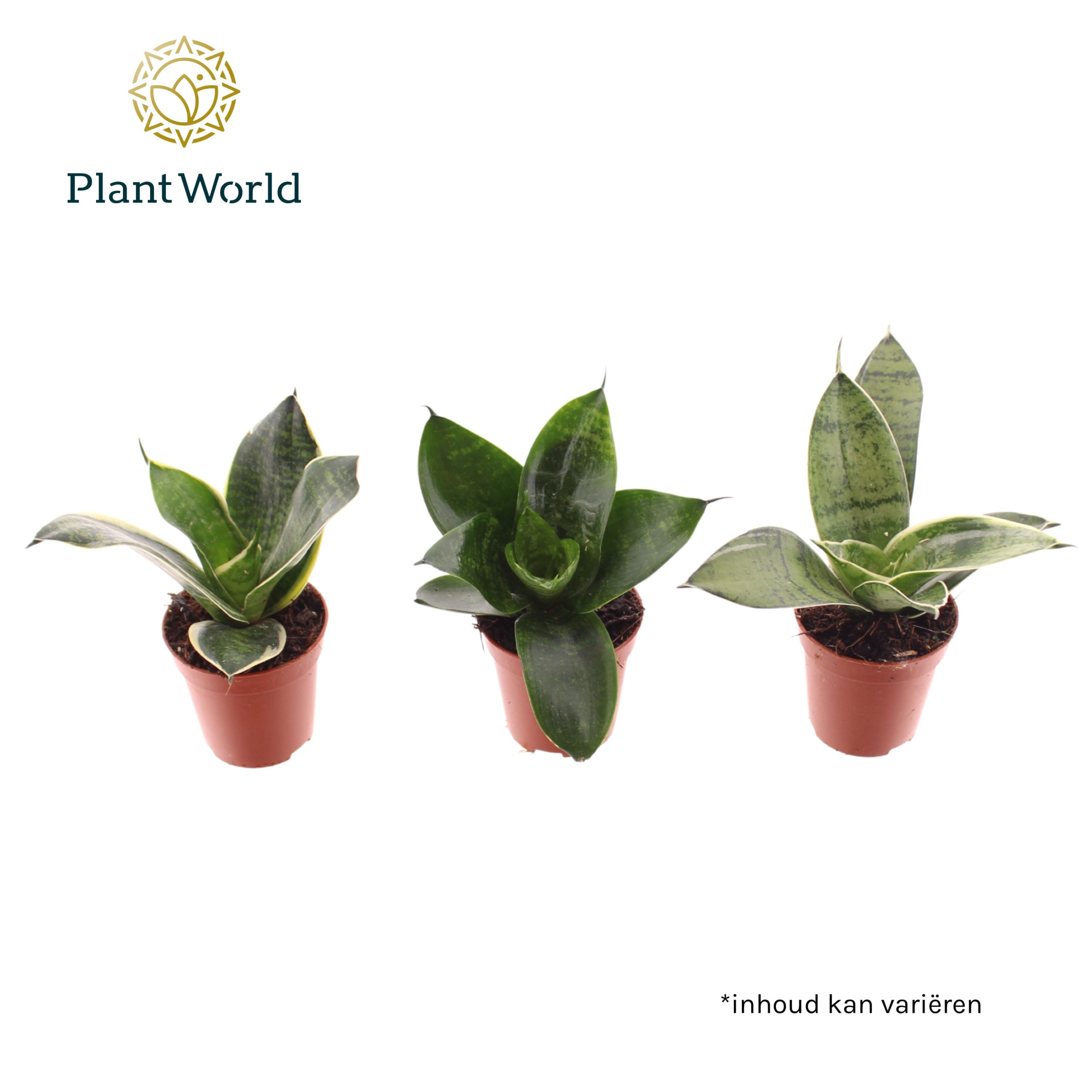 Tiny Sanny mix (Sansevieria), D 6