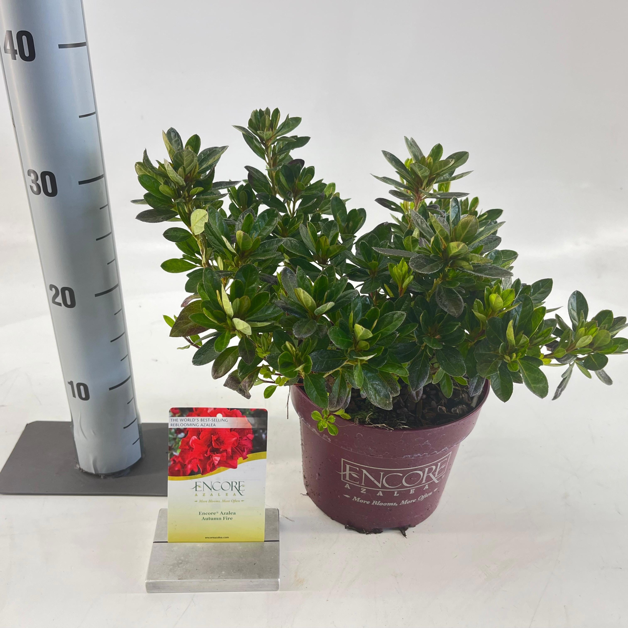 Rhododendron ENCORE® Autumn Fire ('Roblez'PBR), D 19 cm
