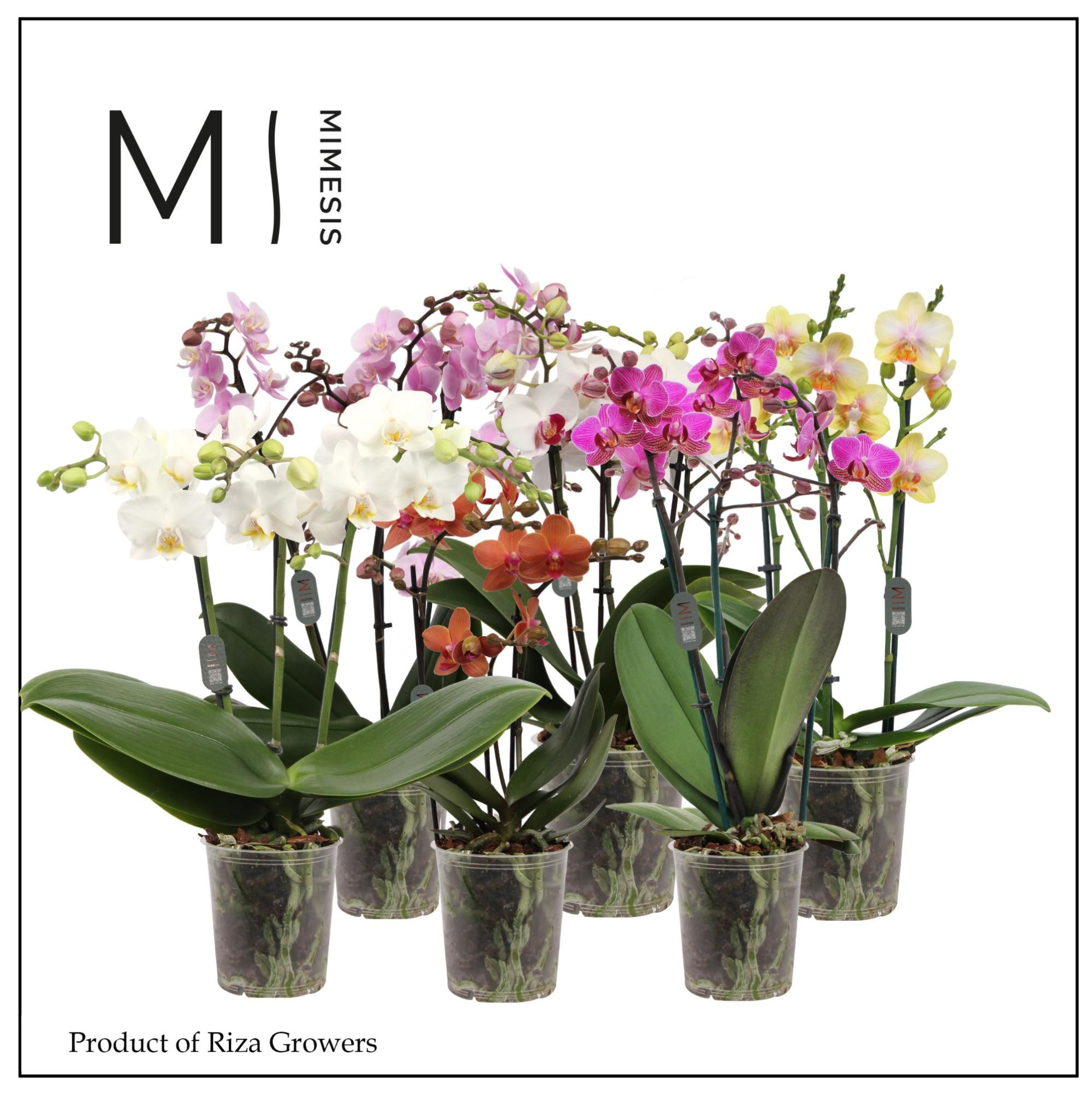 Phalaenopsis Multi Mix 3 spike - 12cm | Mimesis, D 12 cm