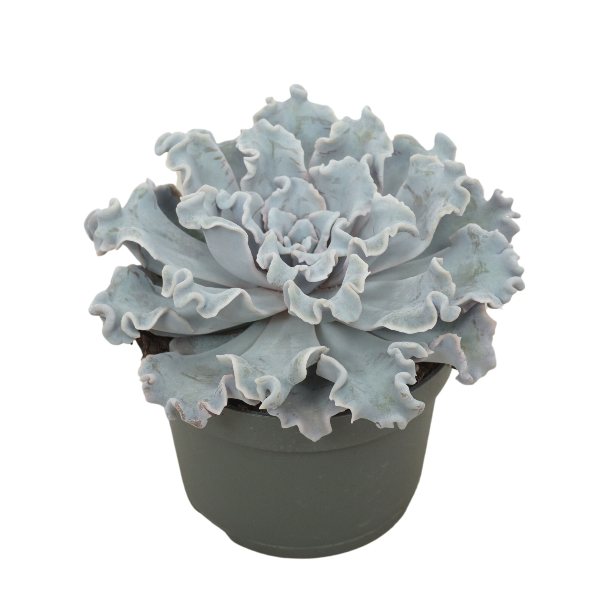 Echeveria crispy beauty 13 cm, D 13