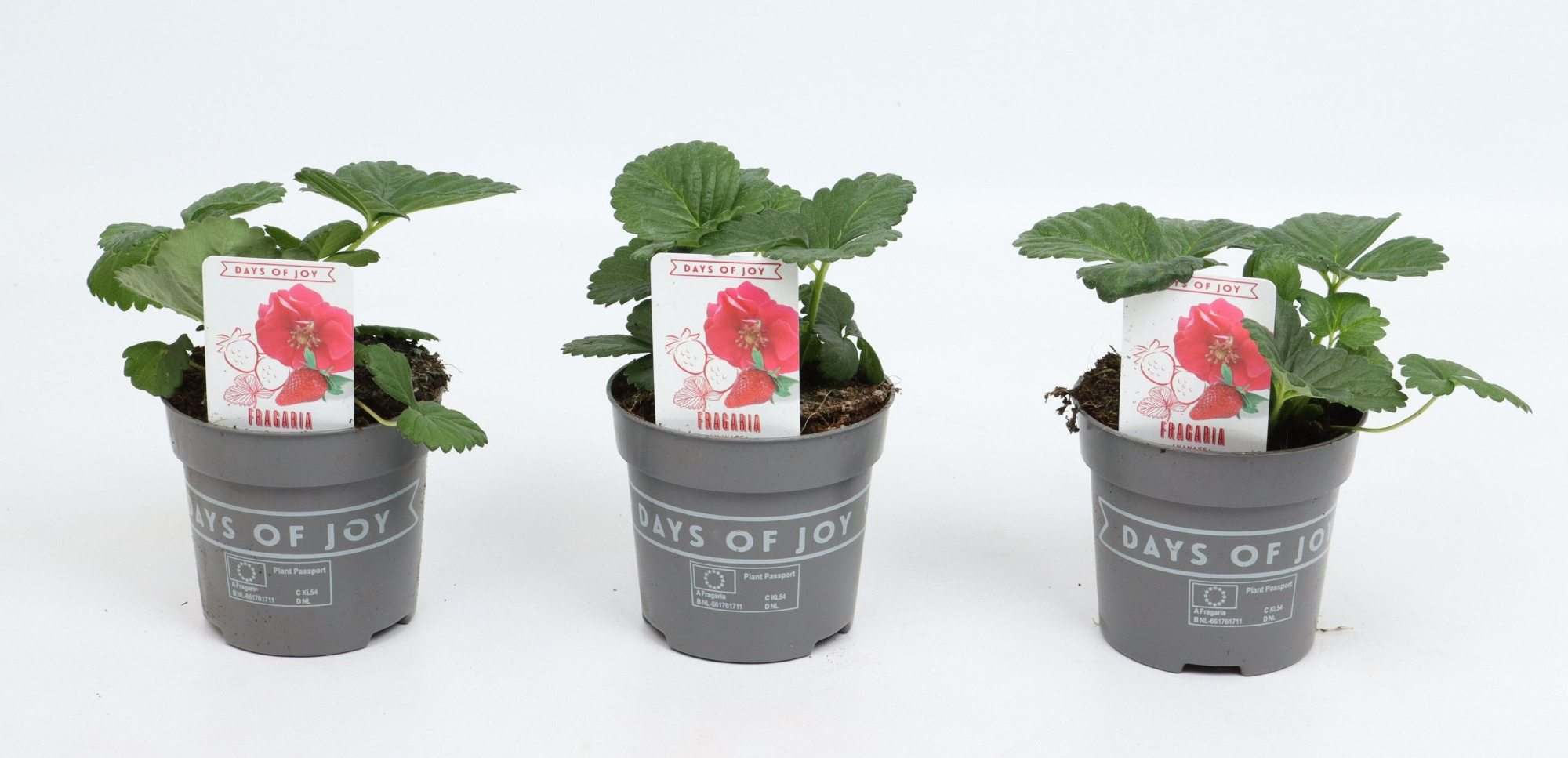 Fragaria 'Red Summer Breeze', D 10,5