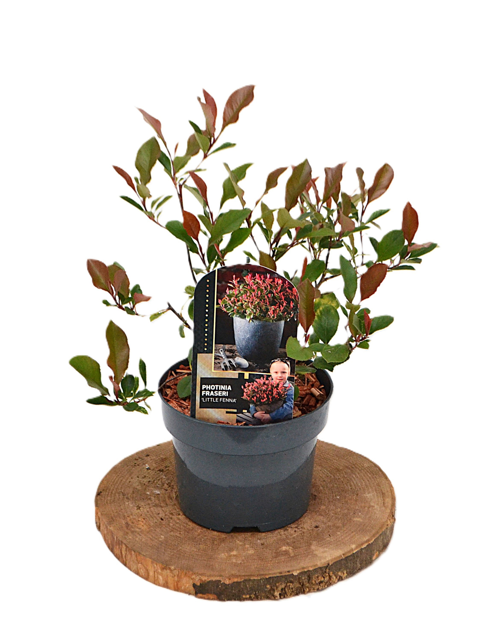 Photinia fraseri Little Fenna C2, D 19