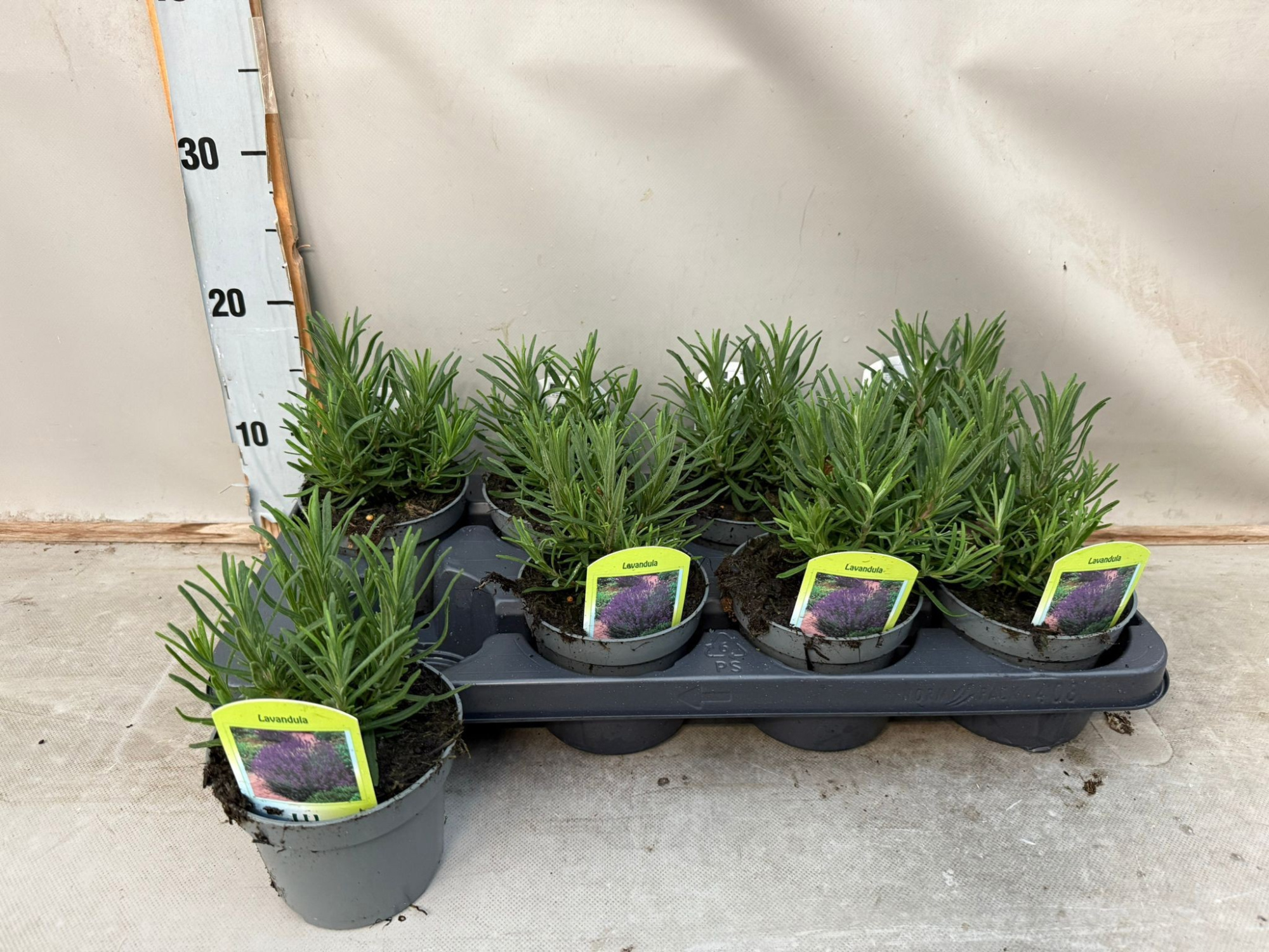 Lavendula, D 12 cm