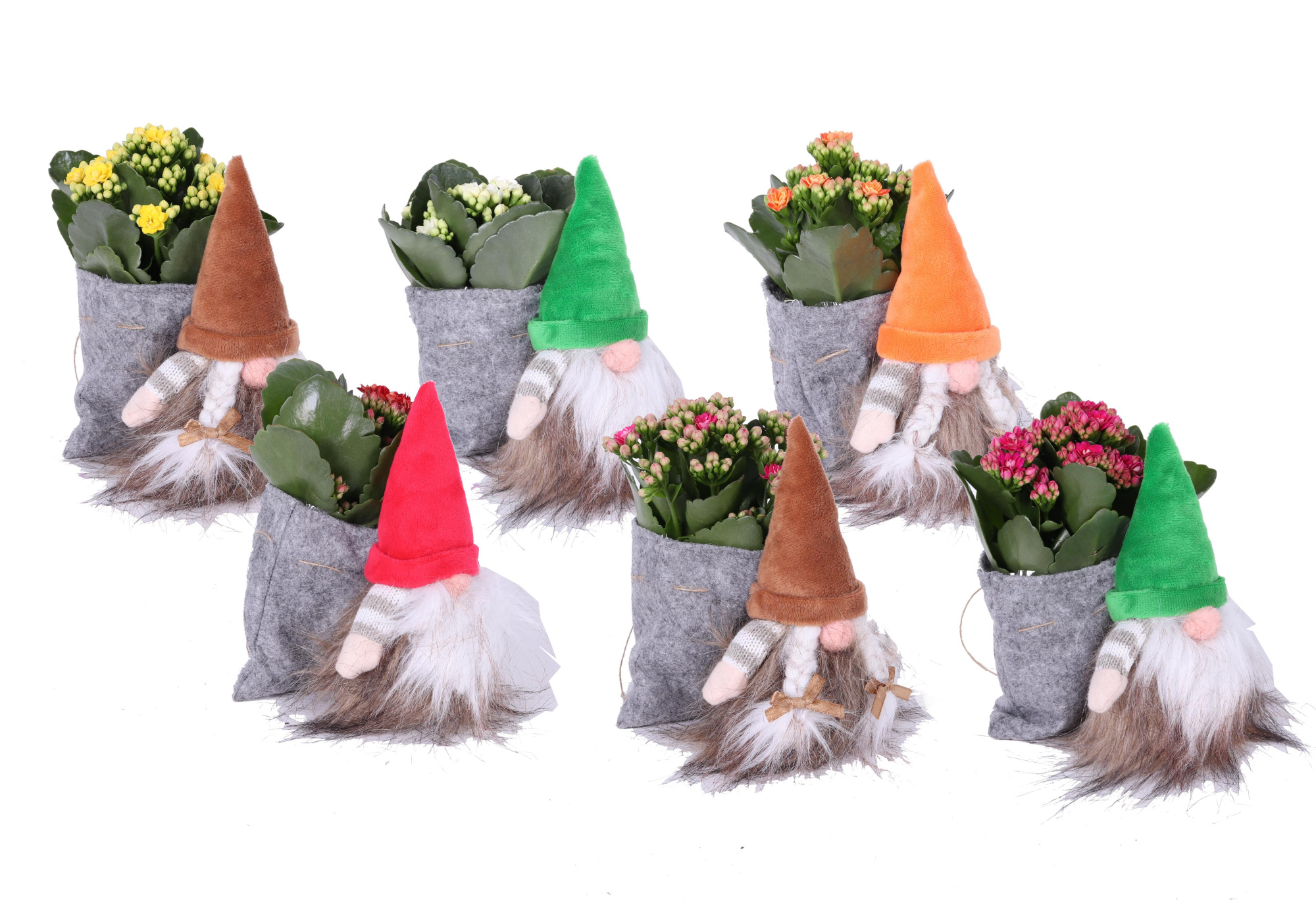 KP-859.1 - Kalanchoe Rosalina in najaarsgnoom, D 7 cm