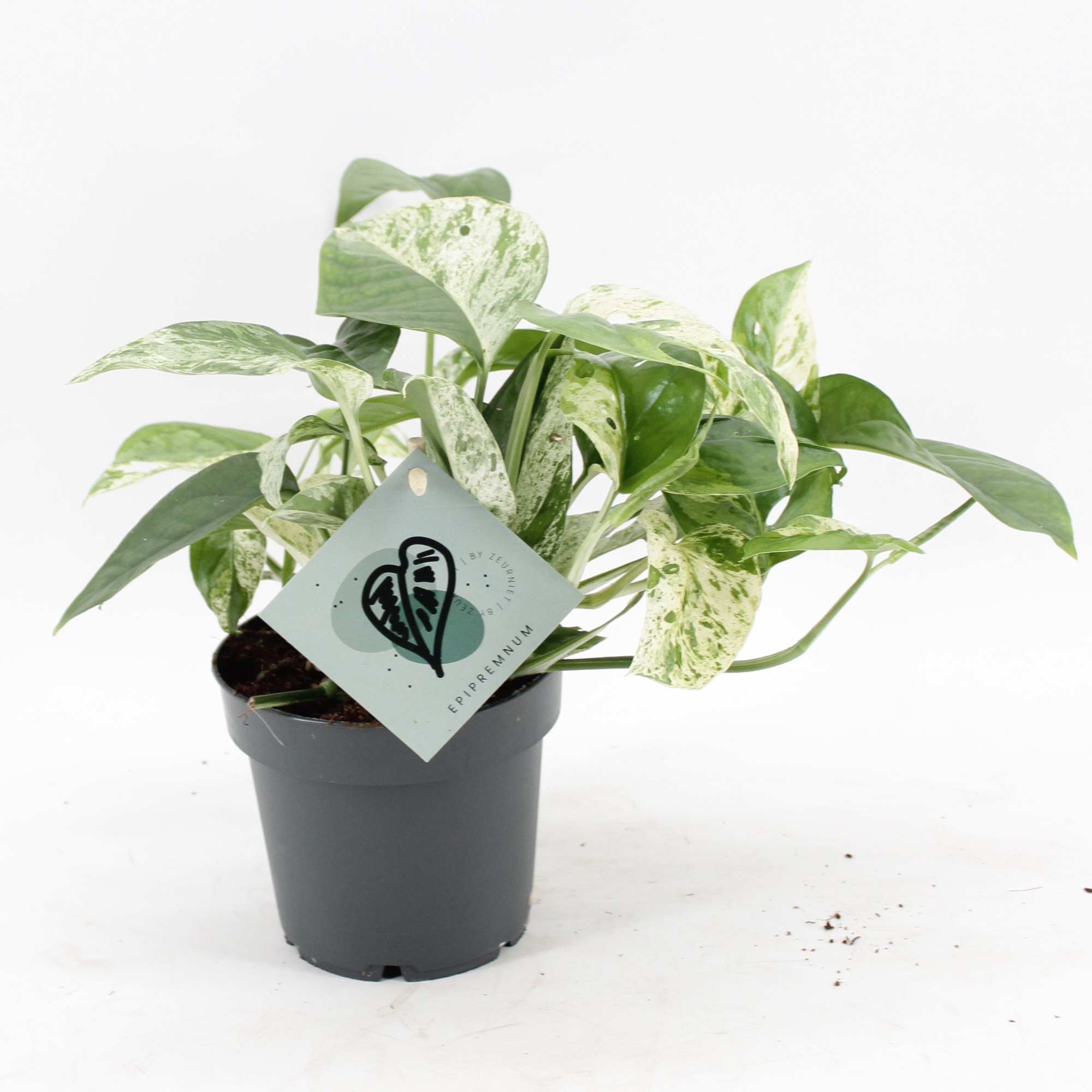 Epipremnum Marble Variegata, D 12