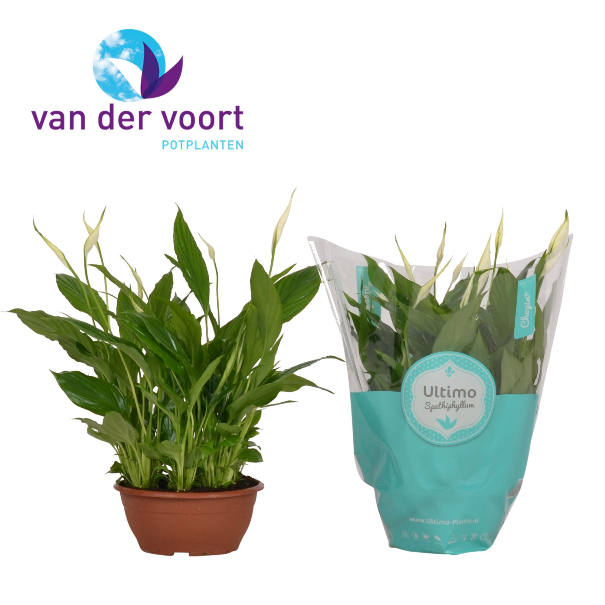 Spathiphyllum 17 cm Chopin ultimo, D 17 cm