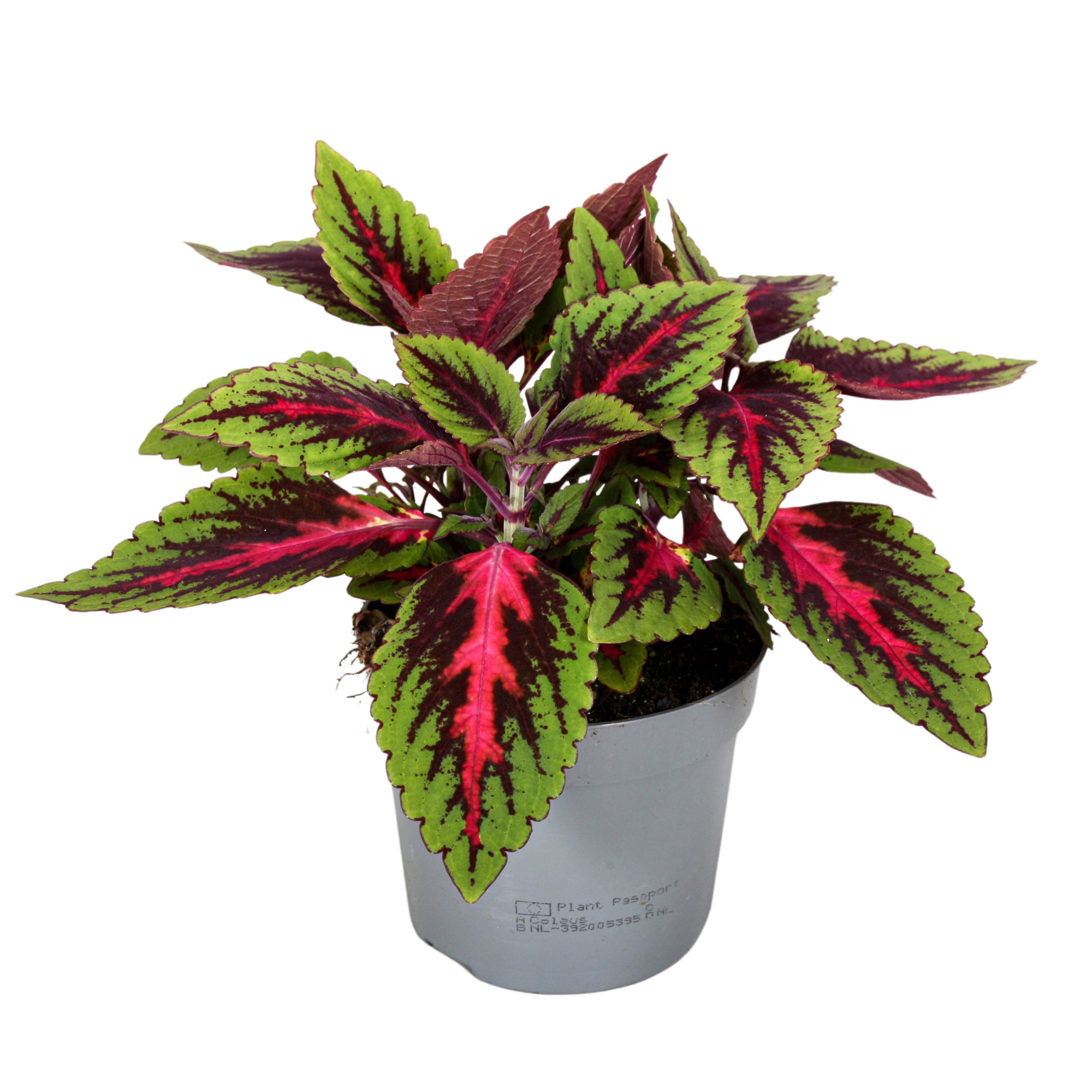Coleus Ruby Road, D 13